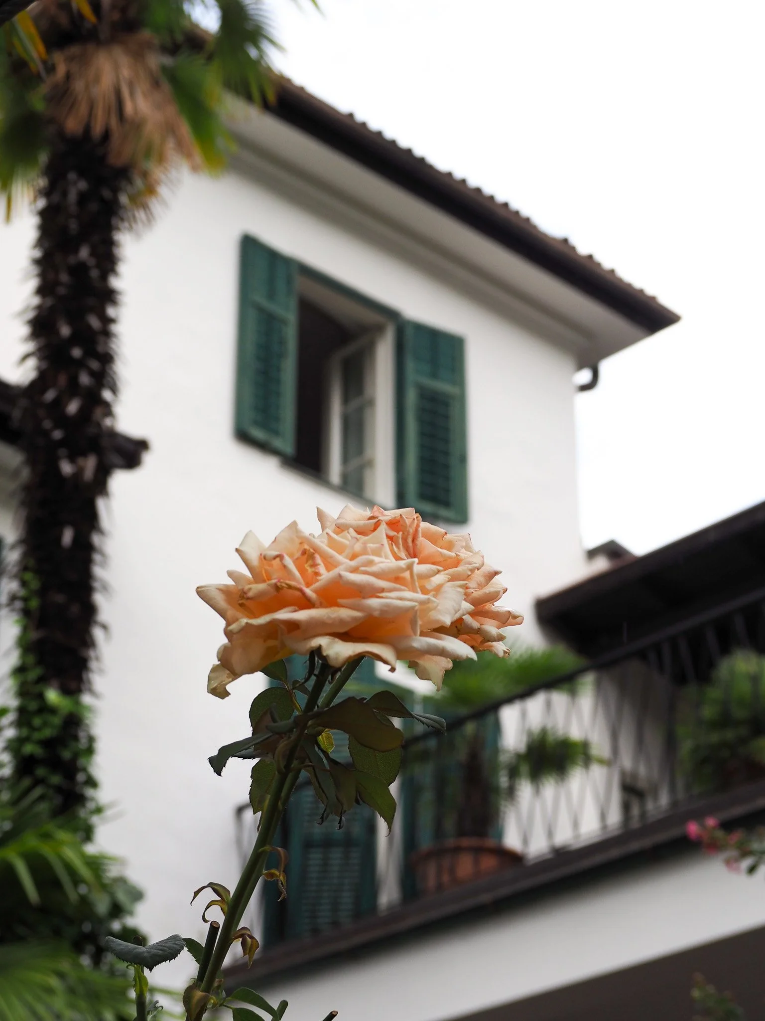 Eine Pfingstrose vor einem weißen Haus mit grünen Fensterläden und Balkon