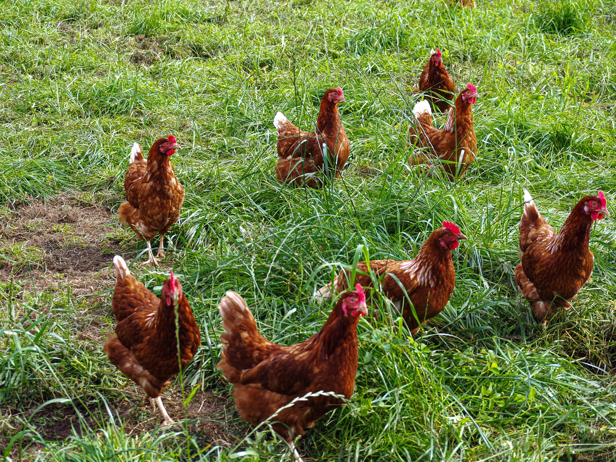 Hühner laufen auf grünem Gras in einem Garten.