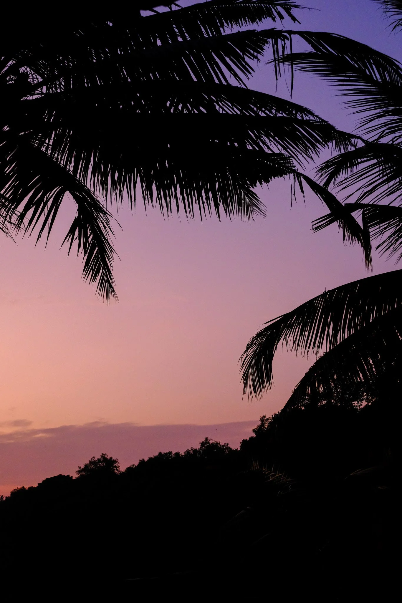 Silhouetten von Palmen vor einem farbigen Sonnenuntergangshimmel mit Lila- und Orangetönen