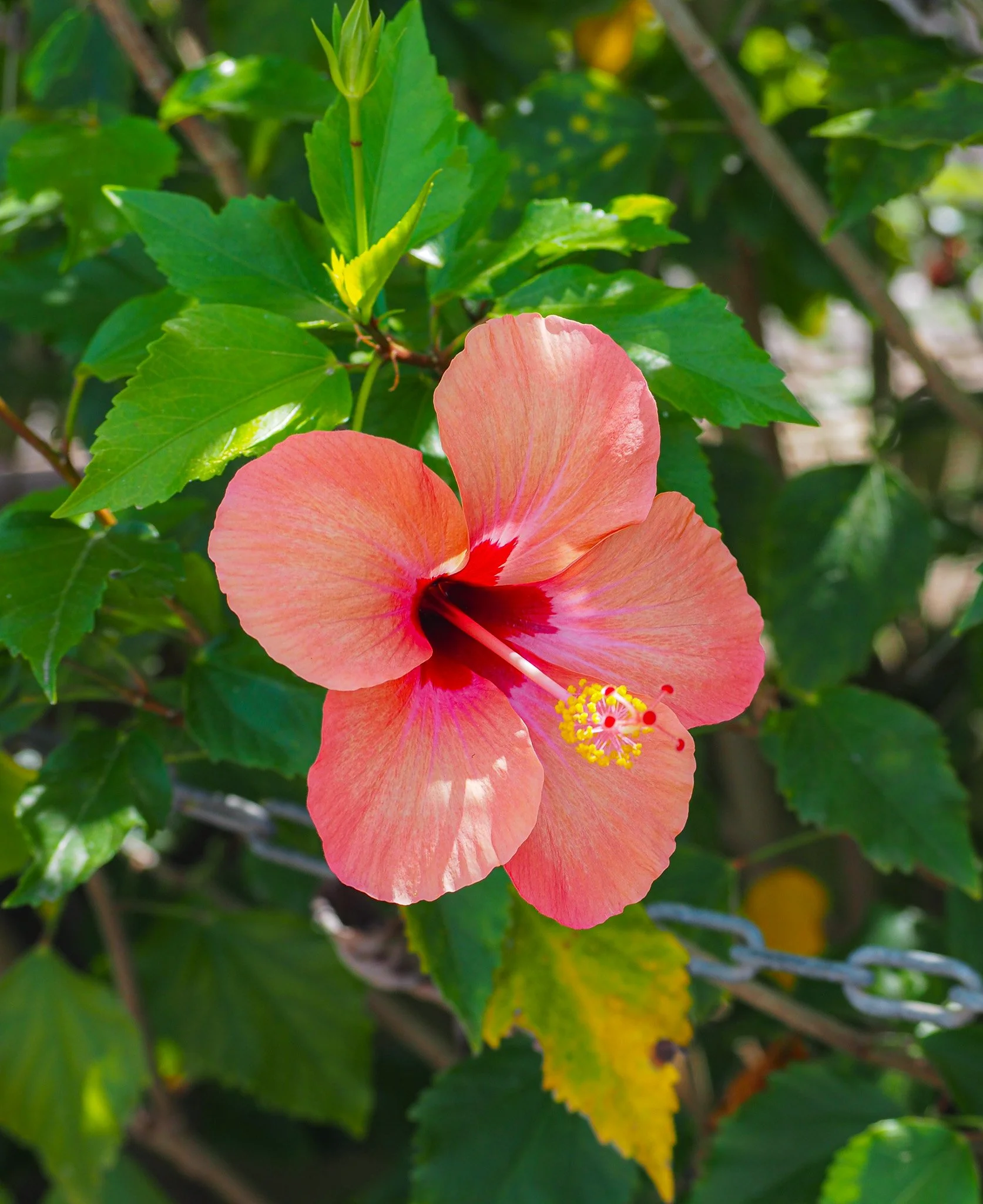 Eine rosa Hibiskusblüte mit gelben Staubblättern vor grünen Blättern.