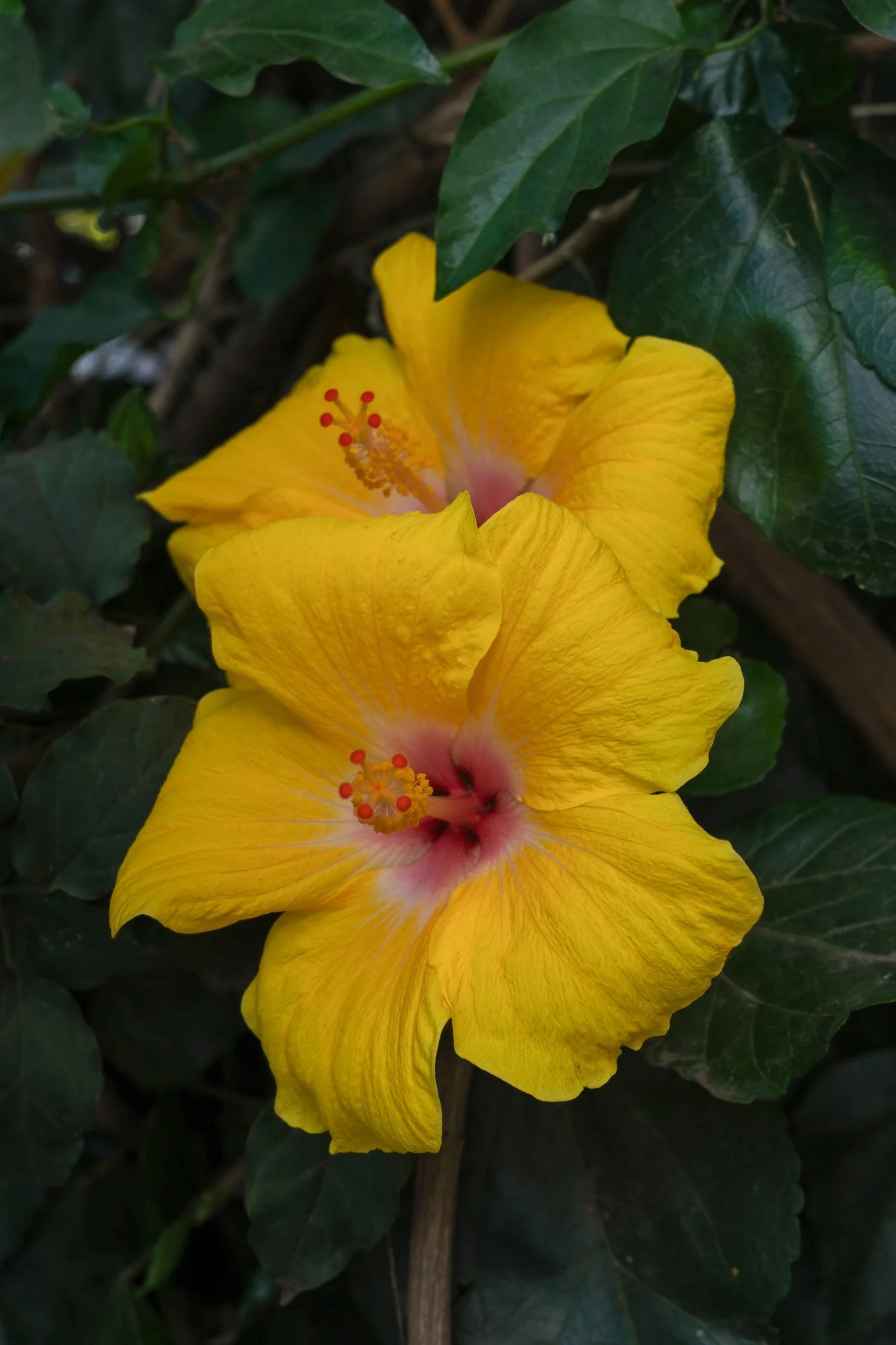Zwei gelbe Hibiskusblumen mit pinkem Zentrum und roten Staubblättern, umgeben von grünen Blättern.