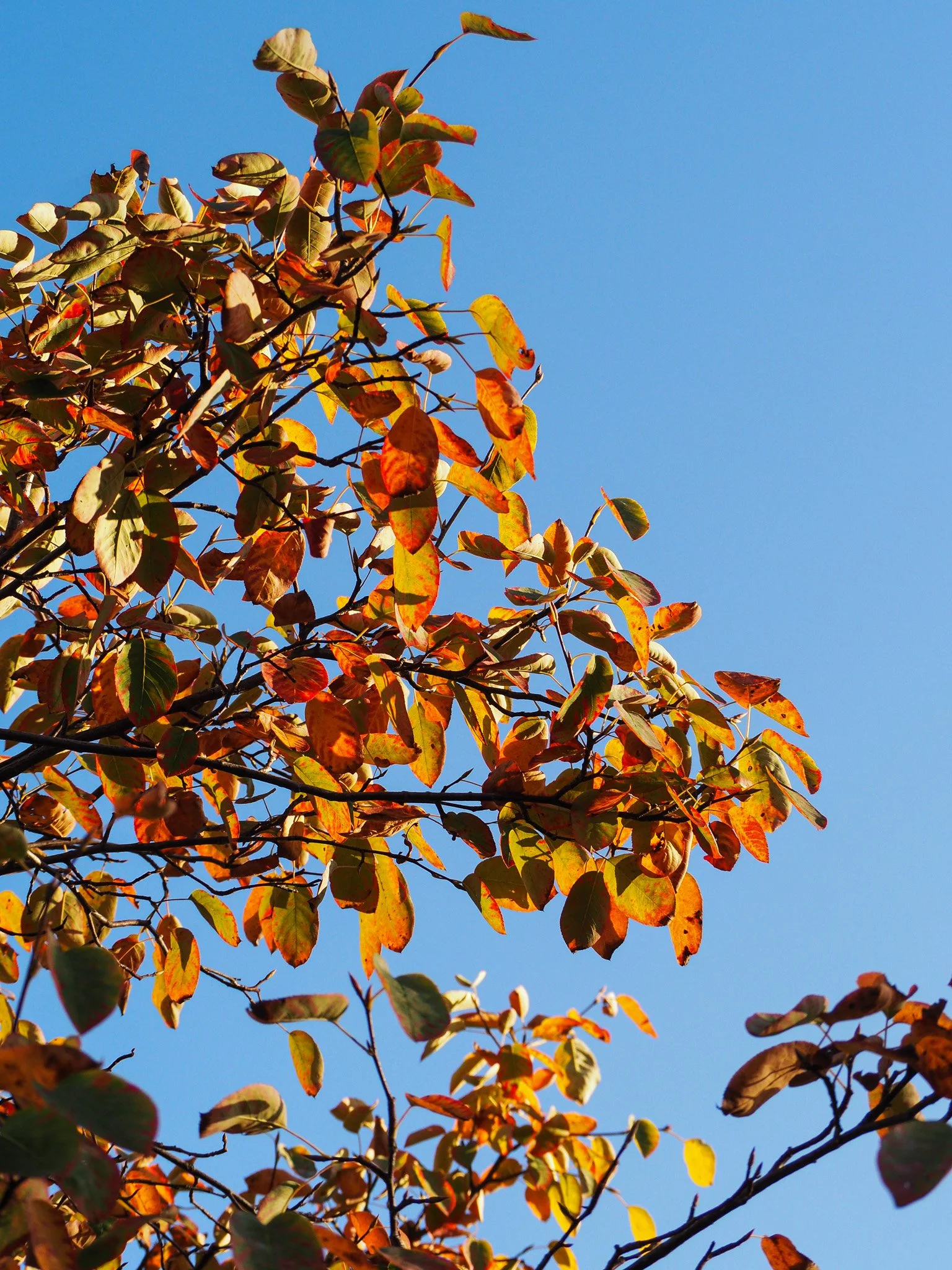 Bunte Herbstblätter an einem Baum gegen blauen Himmel.