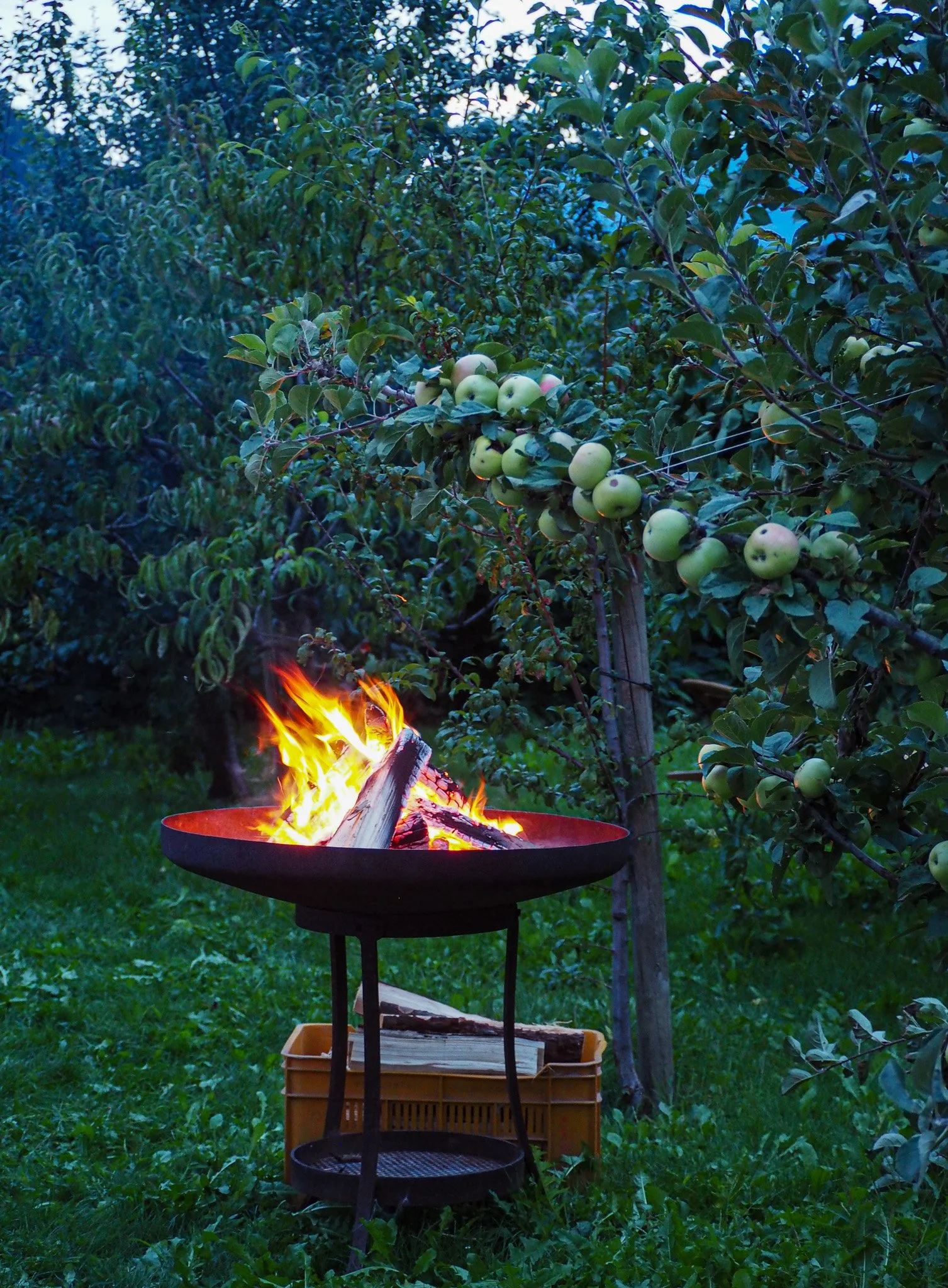 Apfelbaum im Garten mit einem Feuerkorb, der brennt, bei Dämmerung.