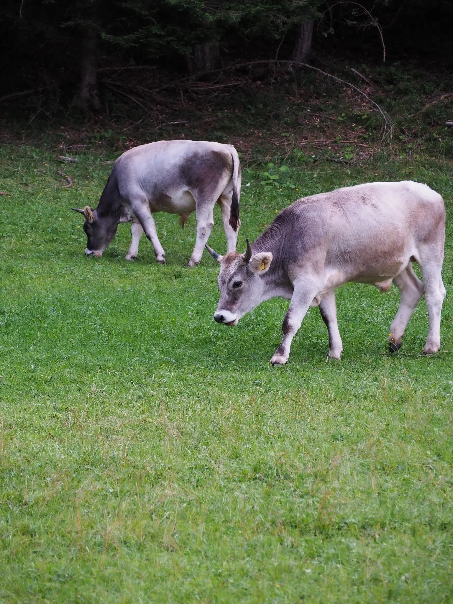 Zwei junge Kühe auf einer grünen Wiese essen und grasen, mit Bäumen im Hintergrund.