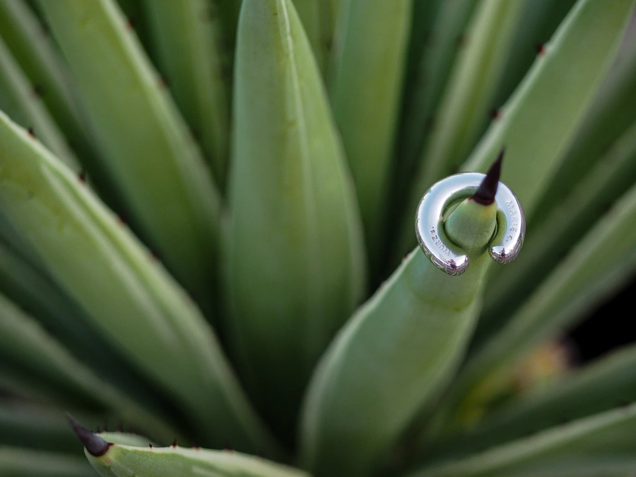 Nahaufnahme eines grünen Pflanzenstamms mit silbernem Schmuckring am oberen Ende.