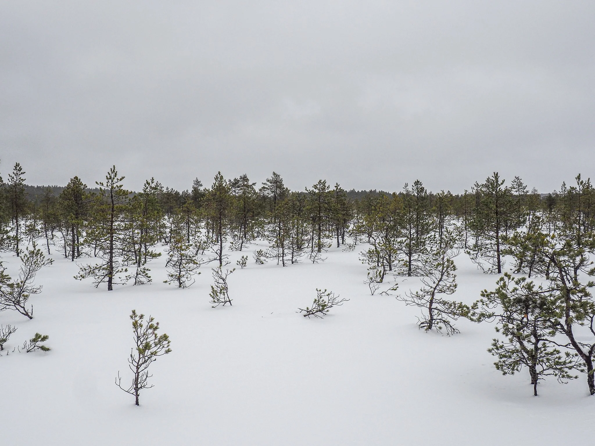 Schneebedeckte Landschaft mit verstreuten kleinen Bäumen unter einem bewölkten Himmel.