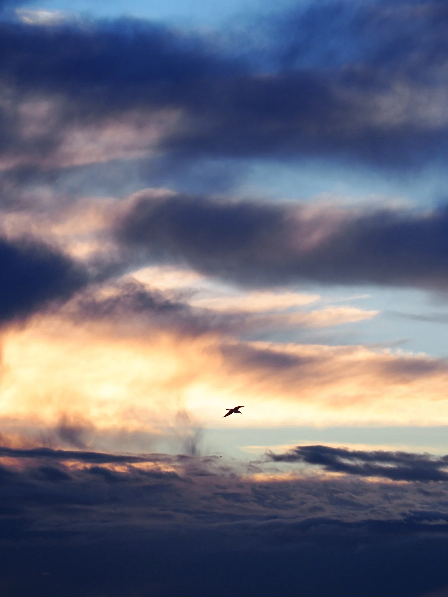 Ein Vogel fliegt vor einem bunten Himmel mit Wolken bei Sonnenuntergang.
