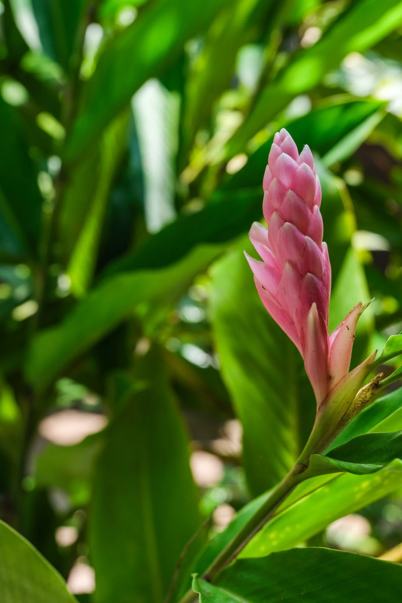 Eine pinke Blume in einer grünen Umgebung