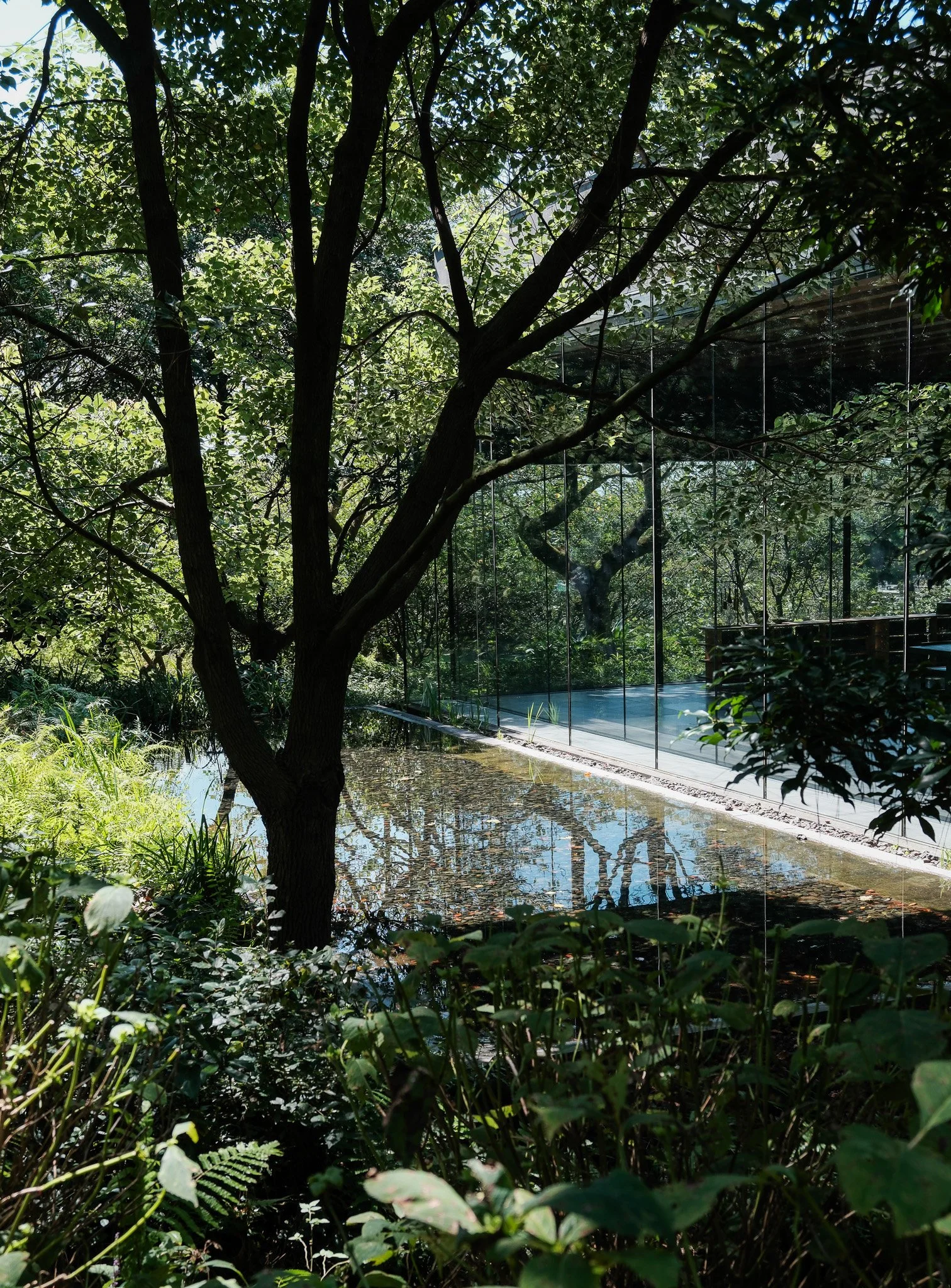 Ein Garten mit einem Baum, Wasser und einem modernen Gebäude mit großen Glasfenstern im Hintergrund.