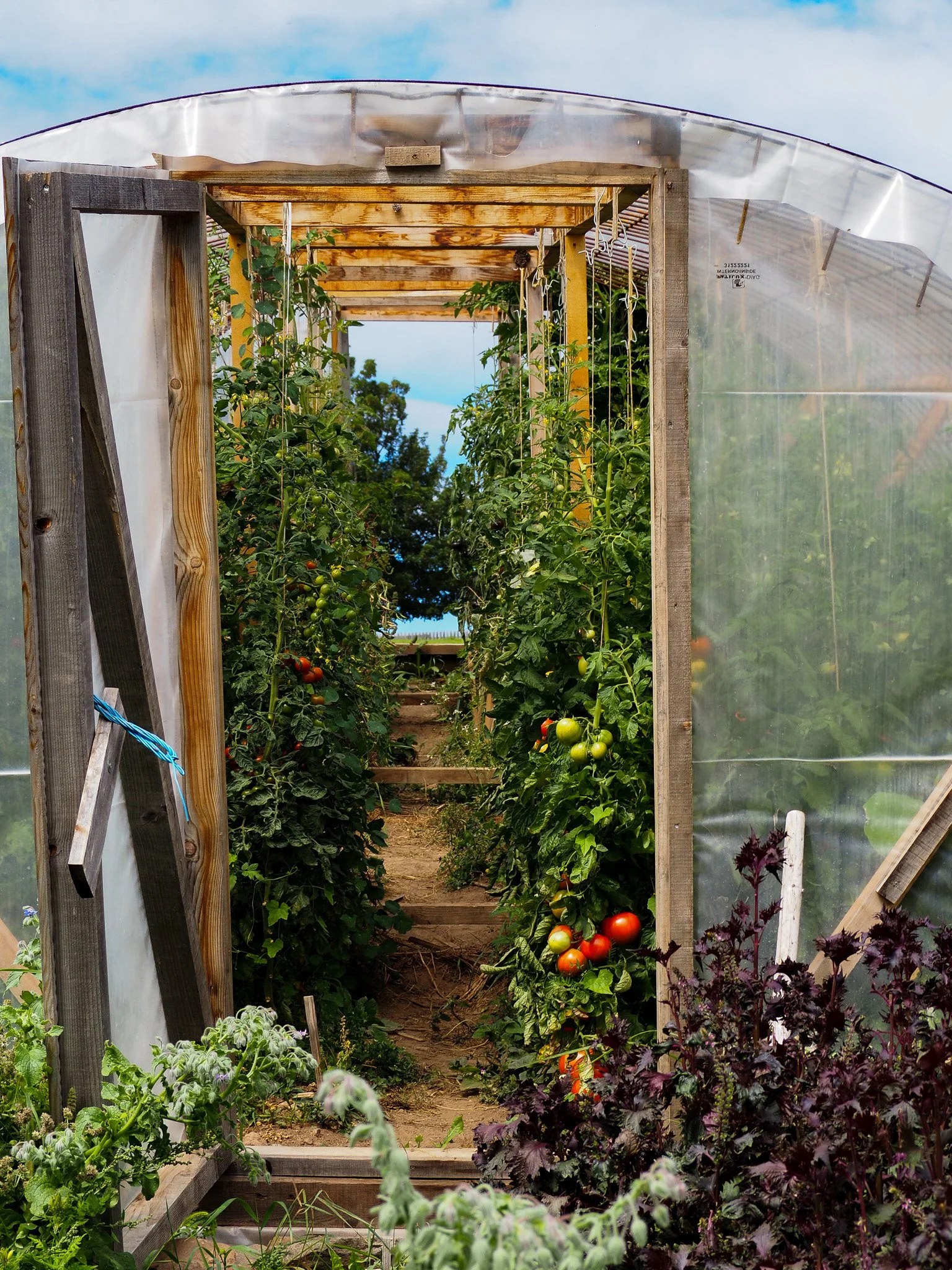 Tomatenpflanzen in einem Gewächshaus mit Holzrahmen und transparentem Kunststoffdach, im Hintergrund blauer Himmel.