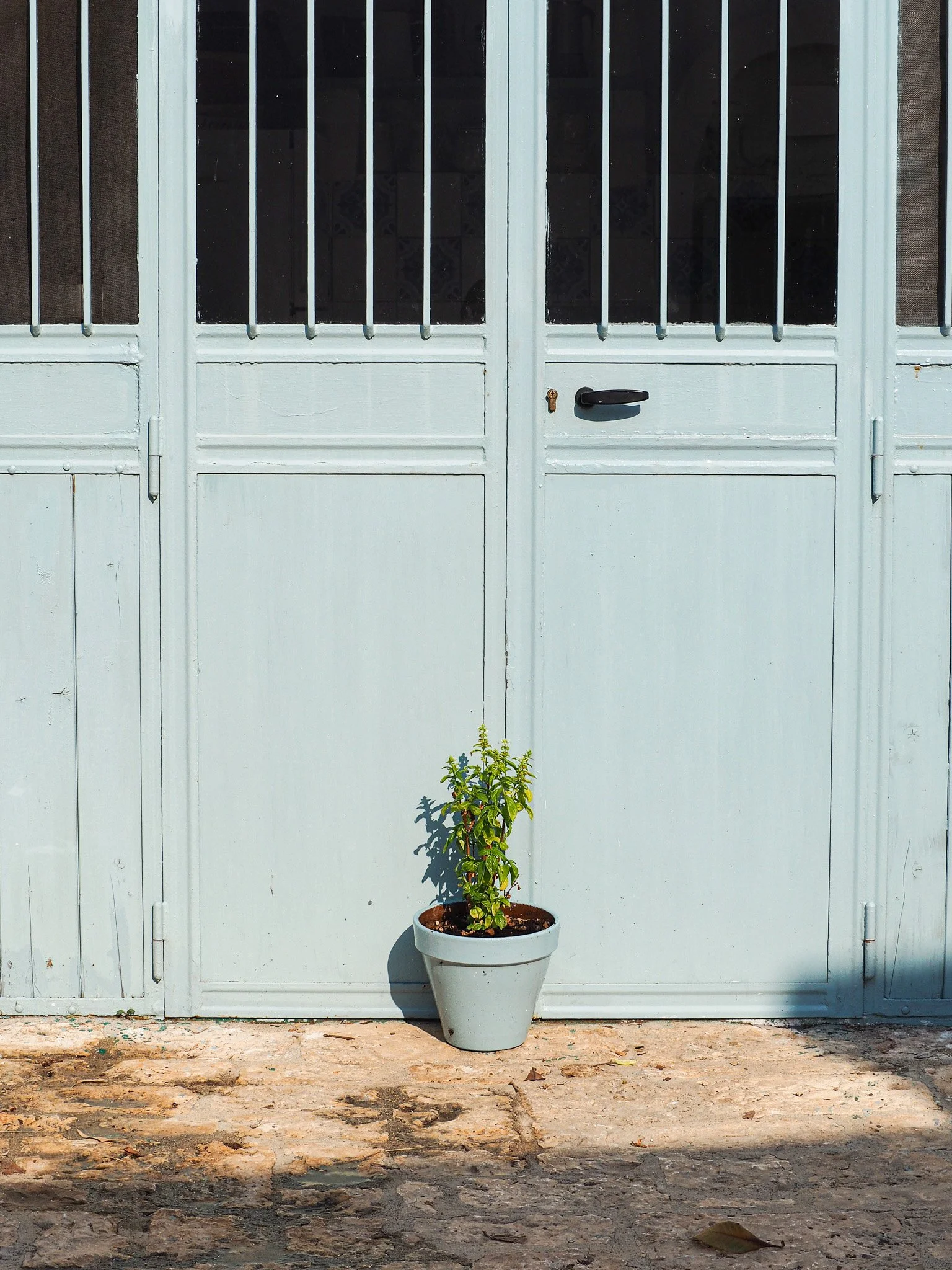 Ein blauer Gartentür mit einem Topf mit einer kleinen grünen Pflanze davor, auf einem gepflasterten Boden.