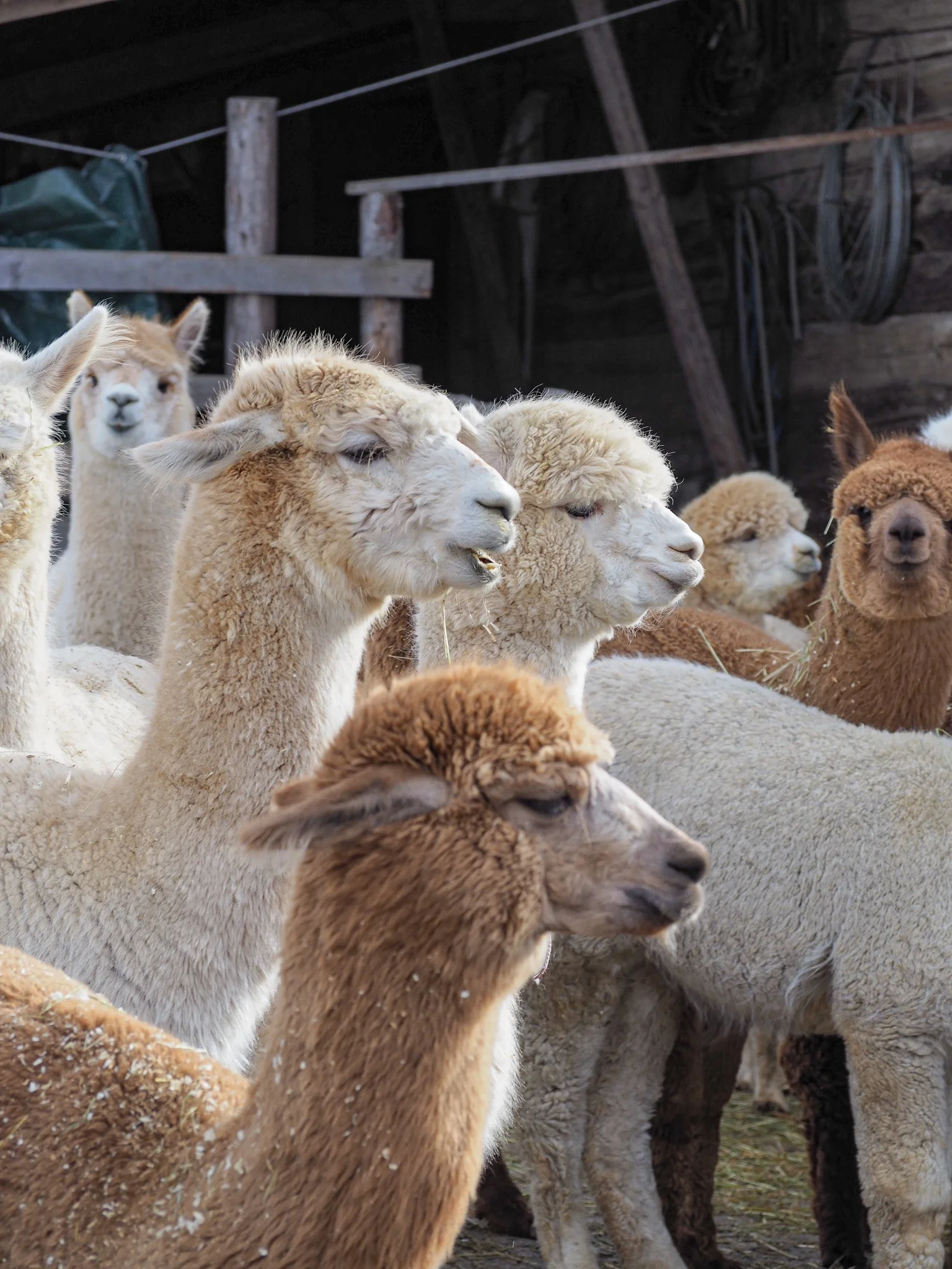 Eine Gruppe von Alpakas in einem Stall.