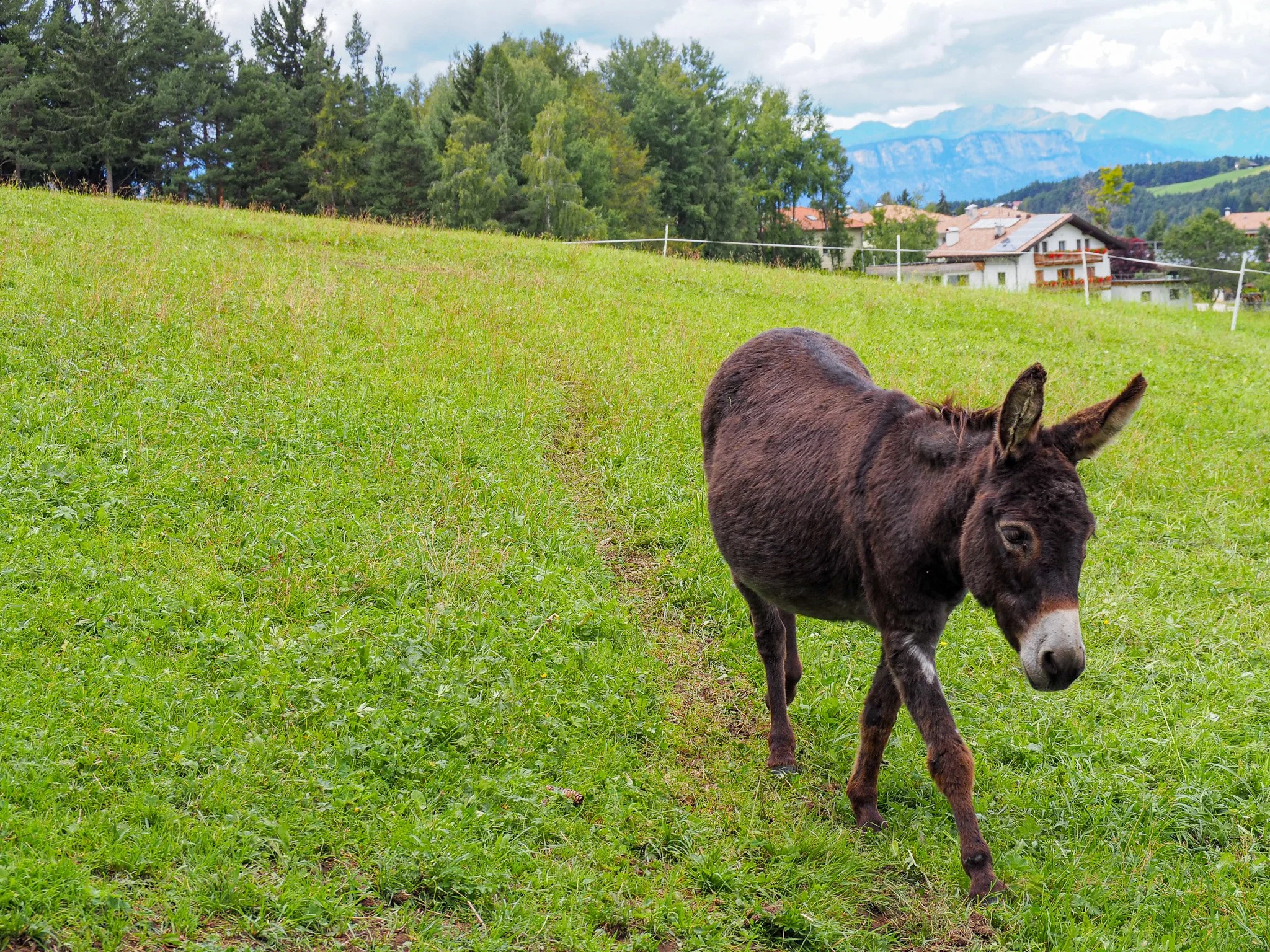 Ein brauner Esel läuft auf grünem Gras in einer ländlichen Gegend mit Häusern und Bergen im Hintergrund.
