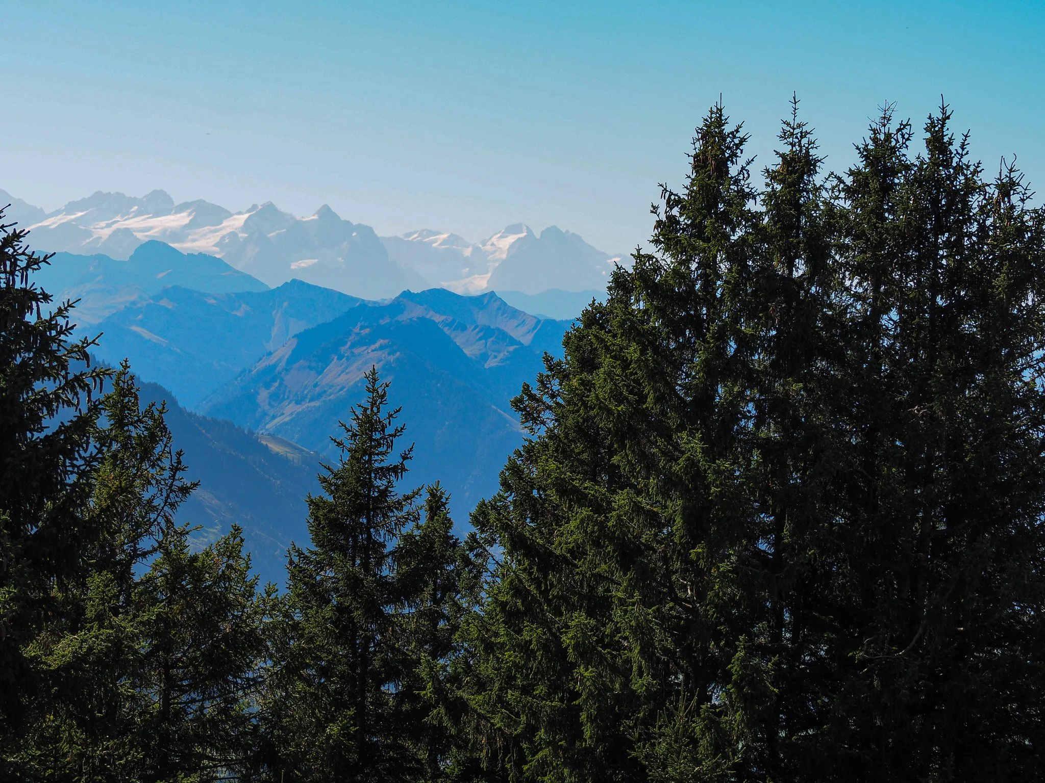 Berglandschaft mit Tannenbäumen im Vordergrund und schneebedeckten Bergen im Hintergrund unter blauem Himmel.