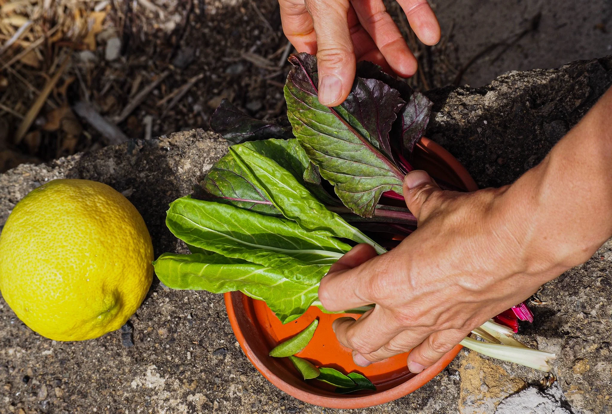 Hände, die frische grüne und rote Blätter in einer Terrakotta-Schale pflücken, neben einer Zitronen auf Erde