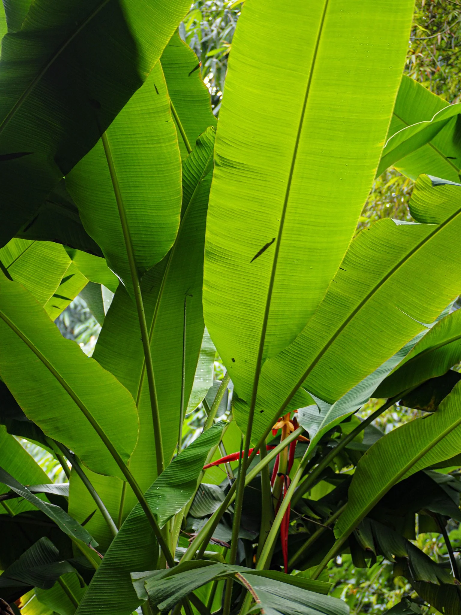 Grüne große Bananenblätter in einem Dschungel oder Garten.