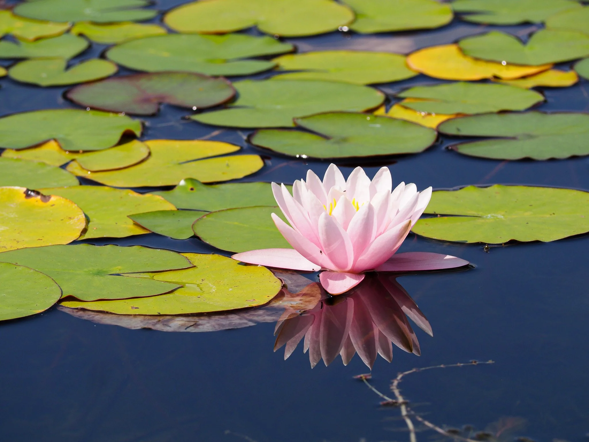 Eine rosa Wasserlilie schwimmt auf einem Teich, umgeben von grünen Wasserlinsen, mit spiegelnder Wasseroberfläche.
