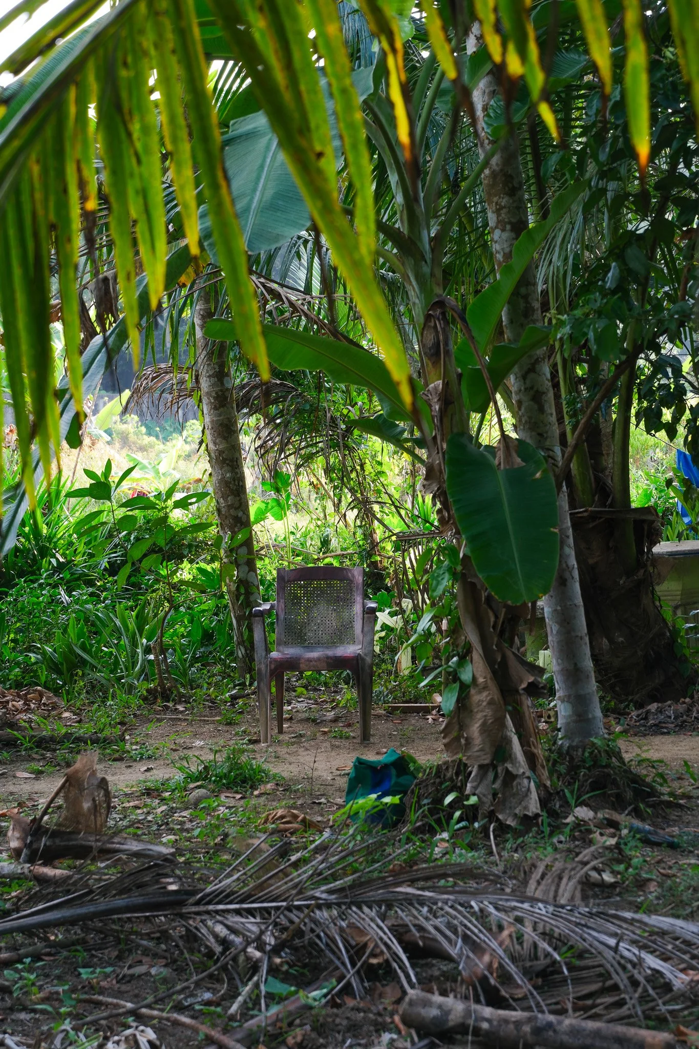 Ein einzelner Stuhl in einem dichten, grünen Dschungel, umgeben von Bananen und anderen tropischen Pflanzen, auf dem Boden liegen Blätter und ein Stoffstück.