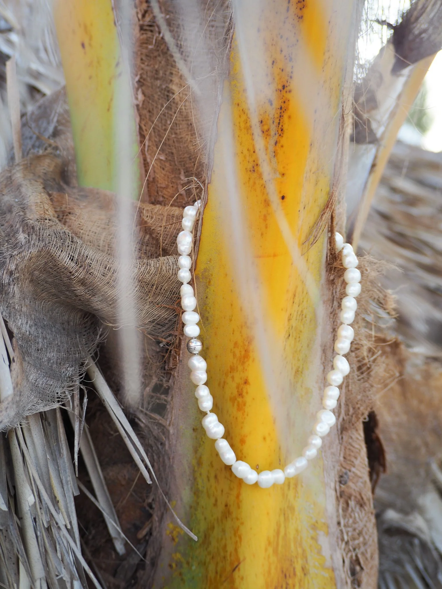 Perlenkette hängt an einem Stammansatz eines Palmenstamms in einer Wüstenumgebung.