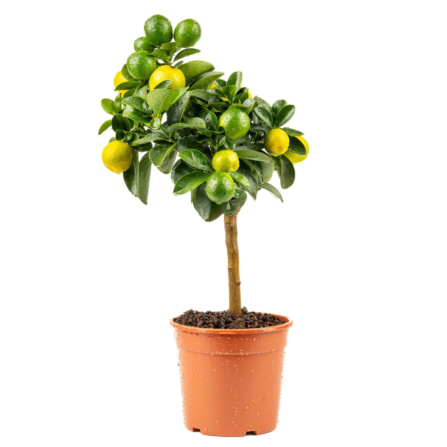 Kumquat-Bäumchen (Fortunella) mit Früchten im Terracotta-Topf, freigestellt – Produktfotografie für eine Gärtnerei