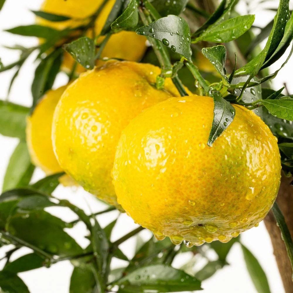 Reife Mandarinen (Citrus reticulata) mit Wassertropfen am Zweig – Nahaufnahme in der Produktfotografie