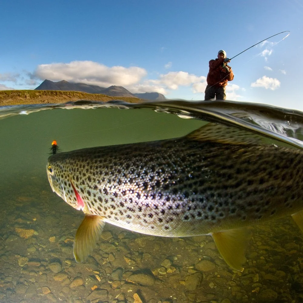 Fliegenfischer an einem isländischen Fluss mit großer Forelle unter der Wasseroberfläche – Reise- und Naturfotografie in Island
