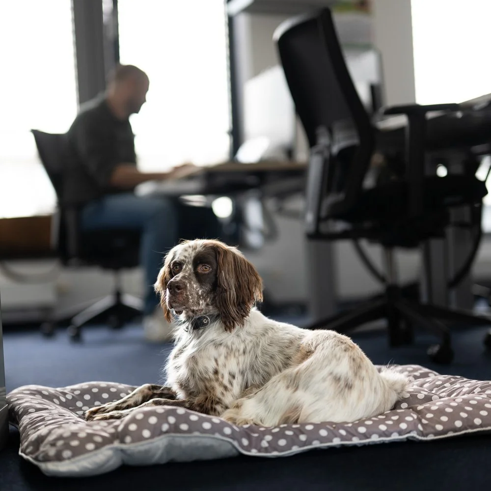 Hund im Büro als Teil einer offenen Arbeitskultur – Unternehmensreportage in Köln und Bonn.