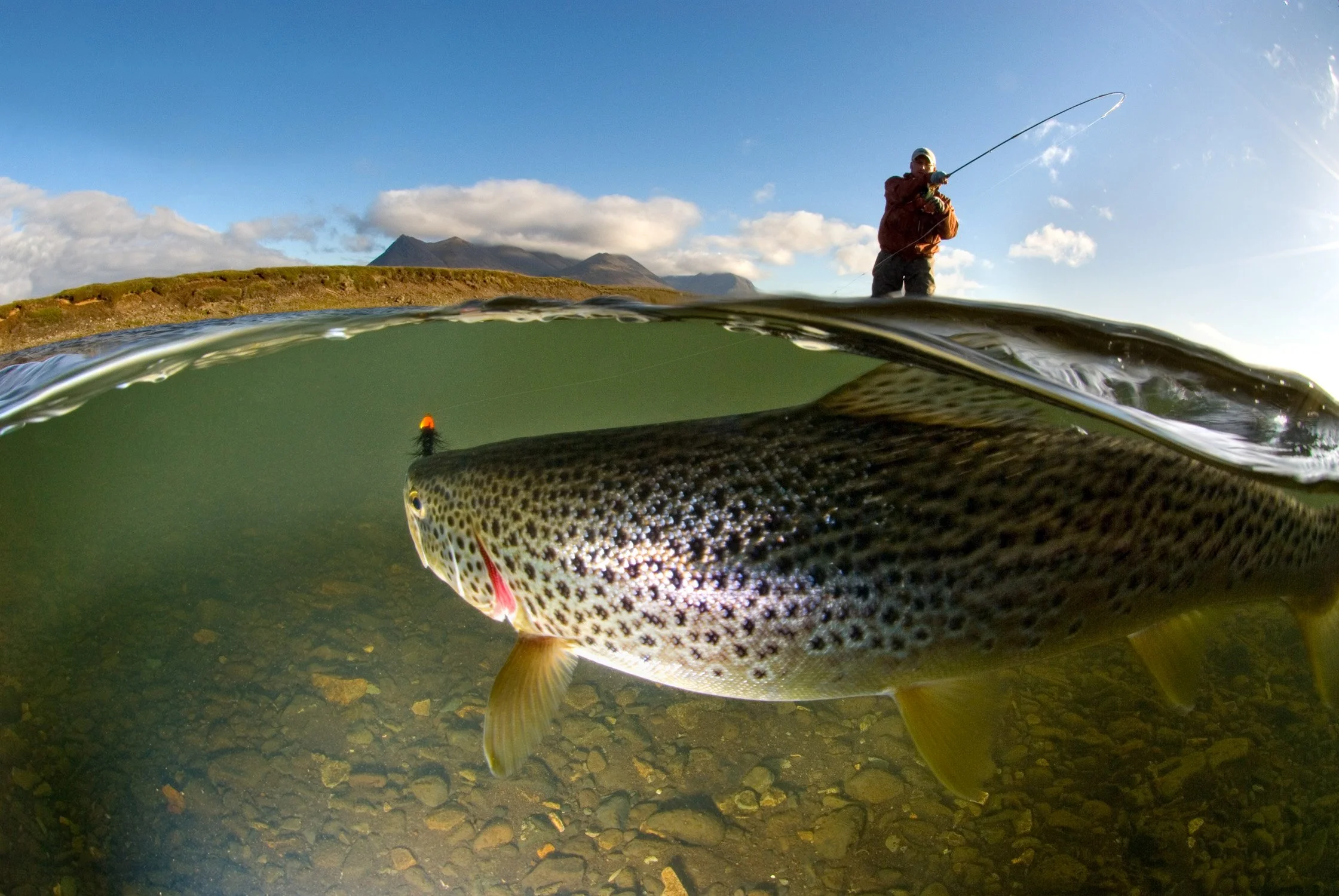 Fliegenfischer an einem isländischen Fluss mit großer Forelle unter der Wasseroberfläche – Reise- und Naturfotografie in Island