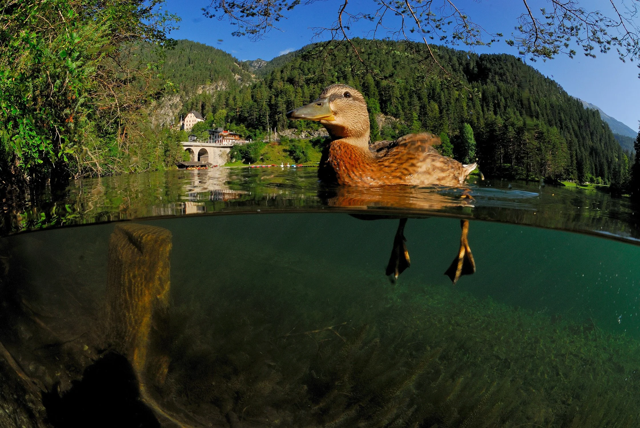 Stockente auf einem klaren Bergsee mit Unterwasseransicht, Berge im Hintergrund – Naturfotografie in Österreich