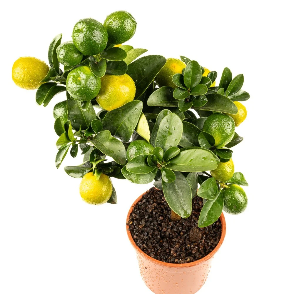 Kumquat-Pflanze (Fortunella) mit Früchten im Topf – Produktfotografie für eine Gärtnerei