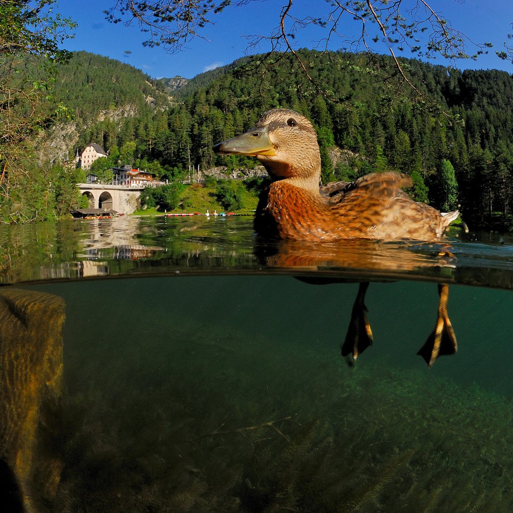 Stockente auf einem klaren Bergsee mit Unterwasseransicht, Berge im Hintergrund – Naturfotografie in Österreich