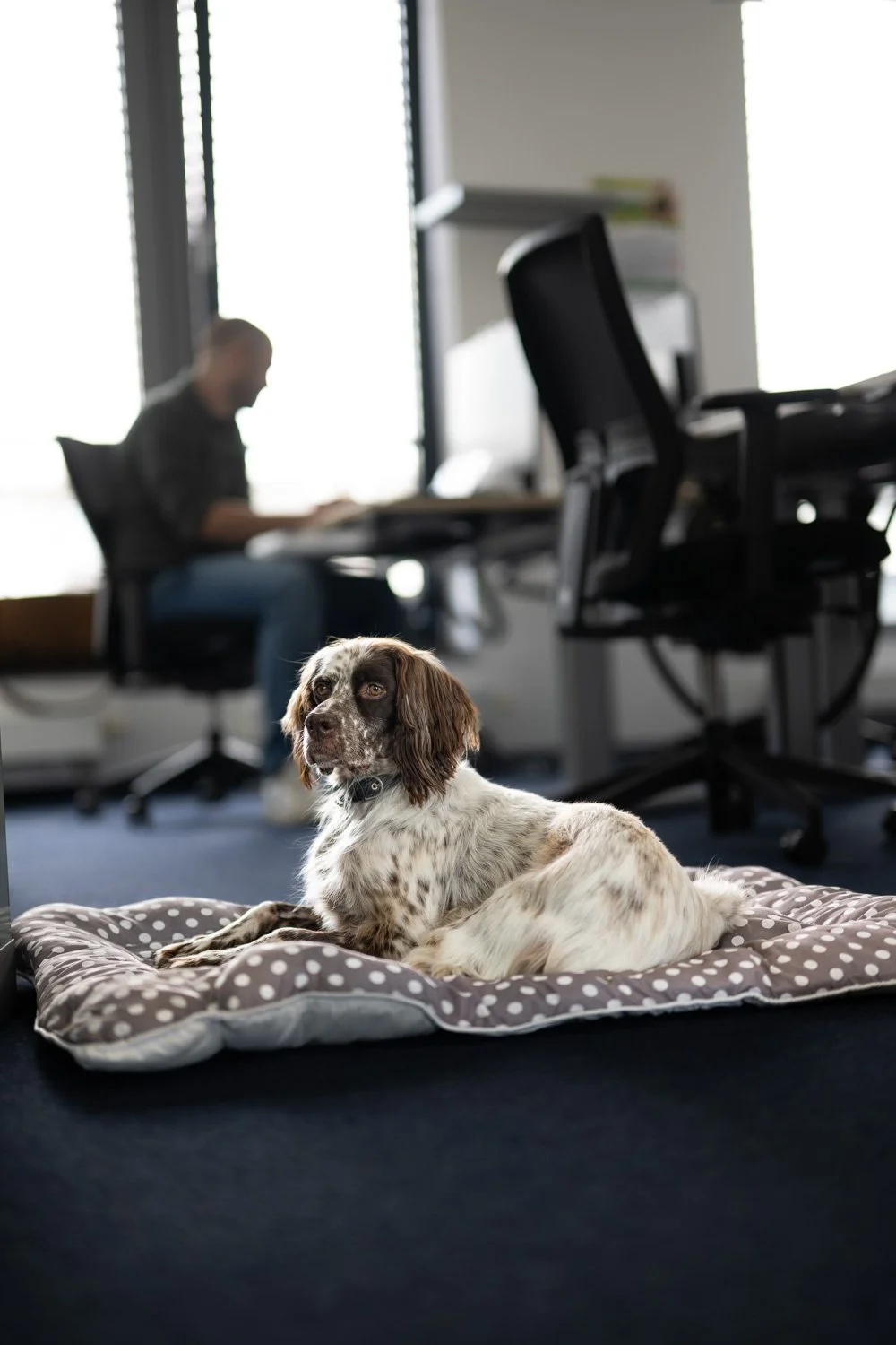 Hund im Büro als Teil einer offenen Arbeitskultur – Unternehmensreportage in Köln und Bonn.