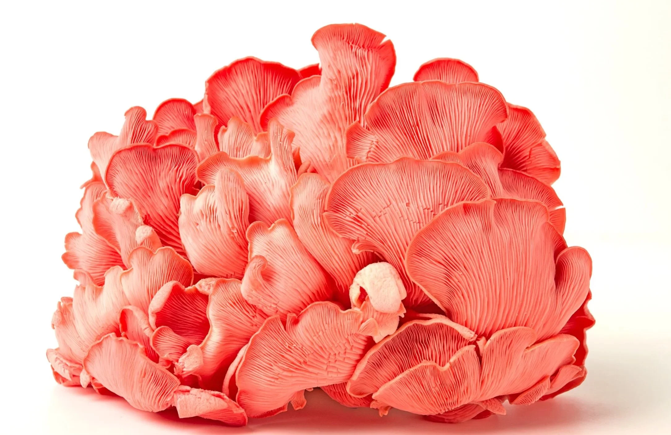 Cluster of pinkish-red mushrooms with gills underneath, against a white background.