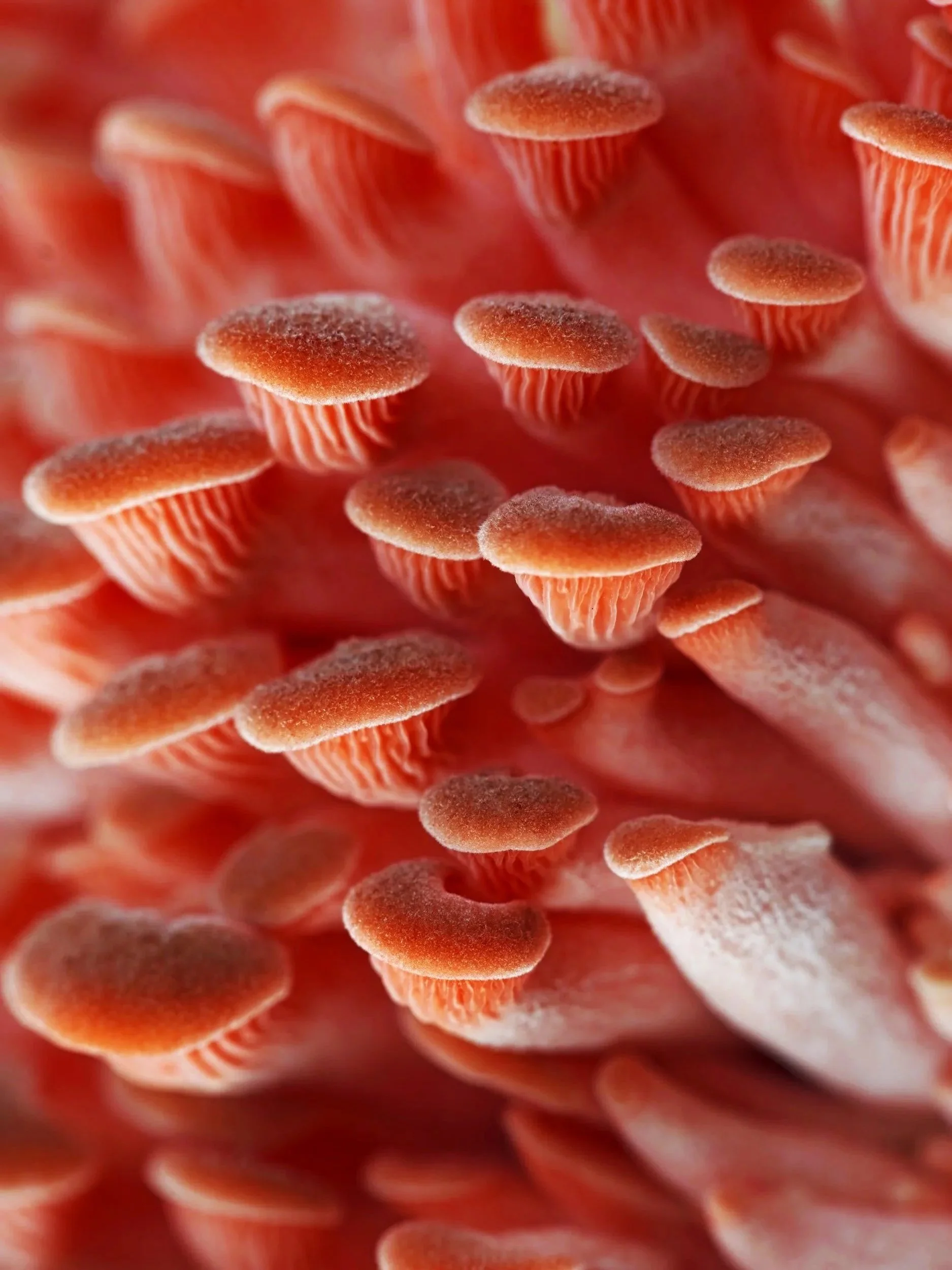 Close-up of pink coral fungi with small, umbrella-shaped caps and gills underneath.