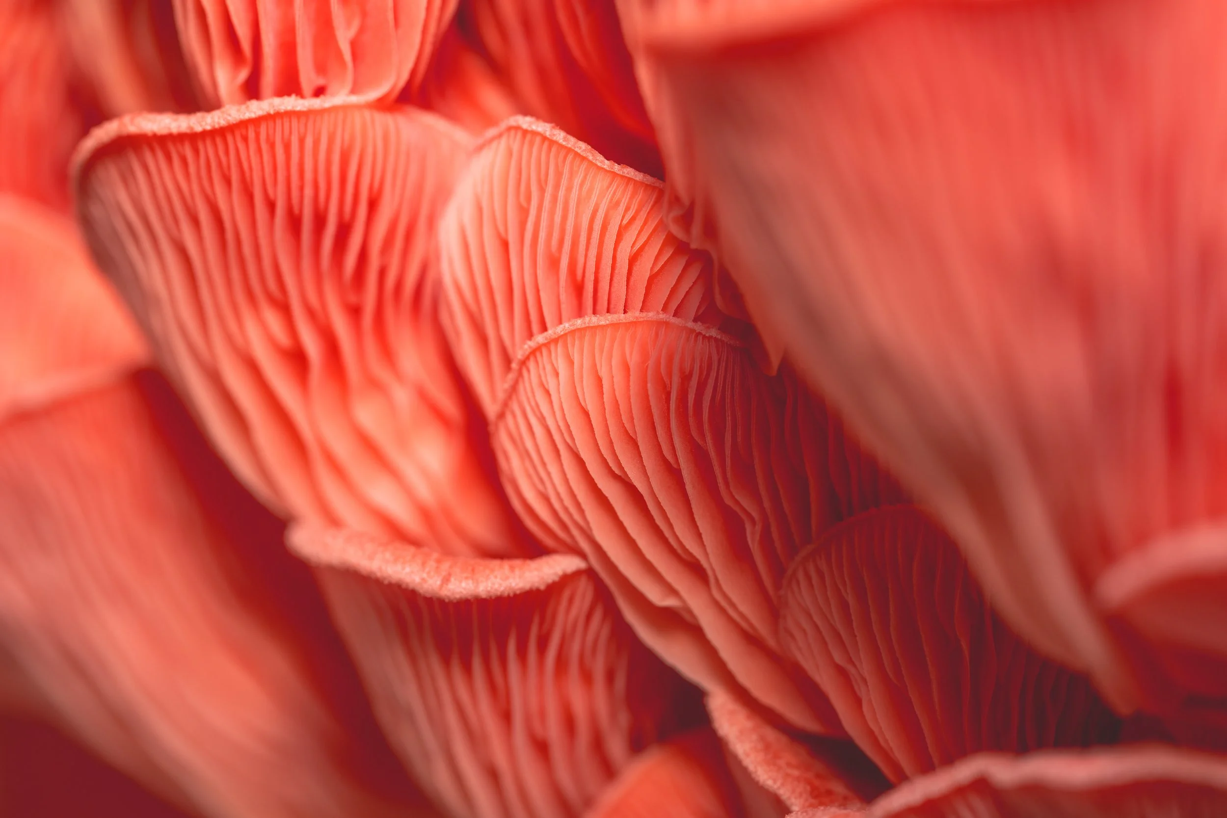 Close-up of pink mushroom gills.