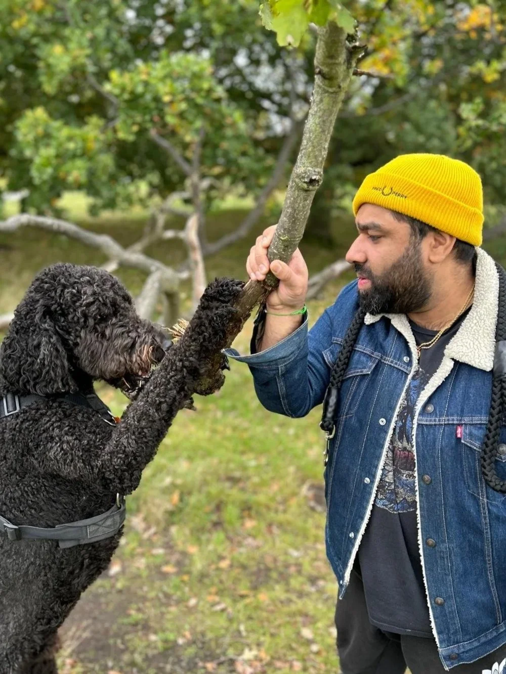 A man and a black curly-haired dog playfully hold a tree branch together outdoors in a park with green trees in the background.