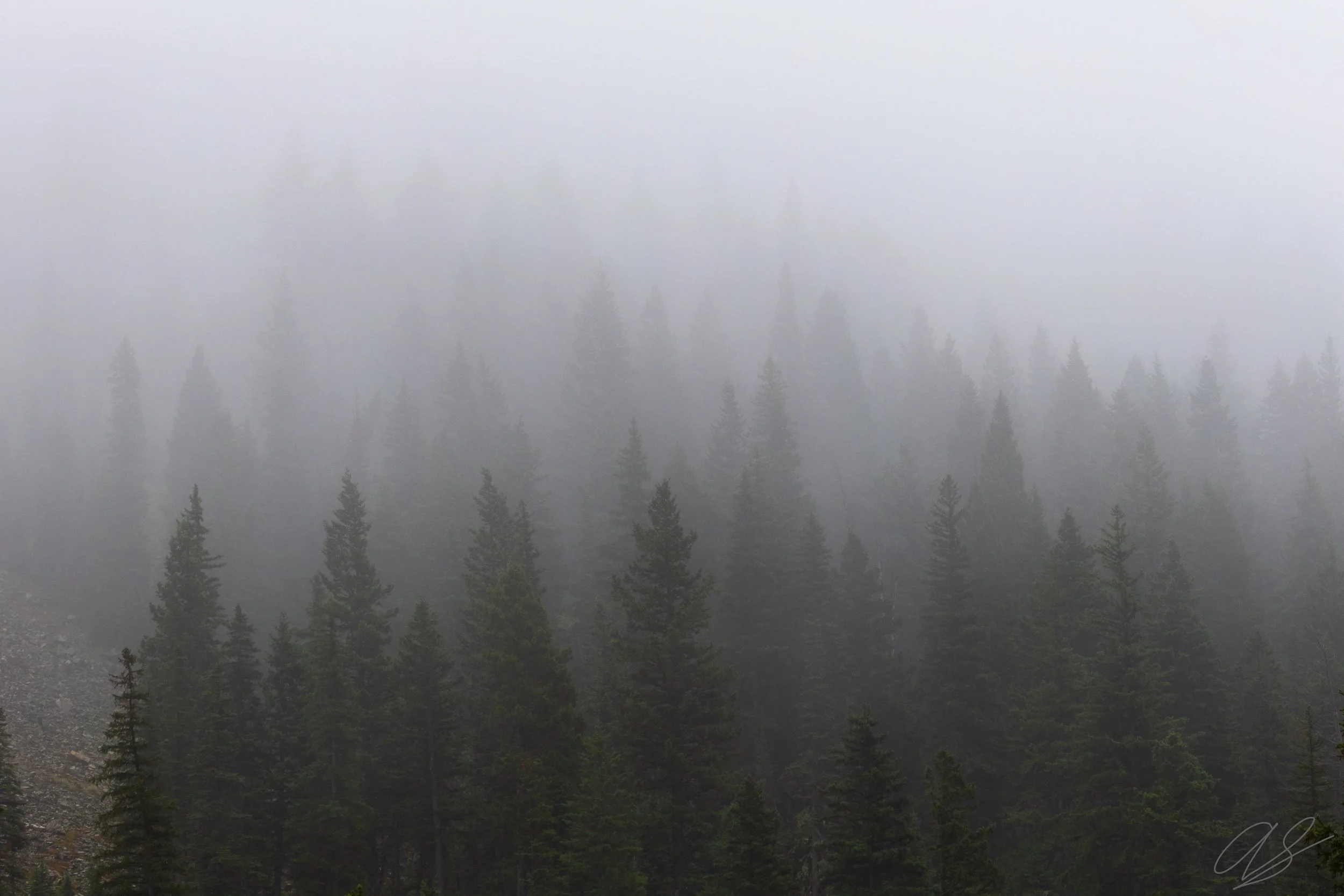 In the Mist