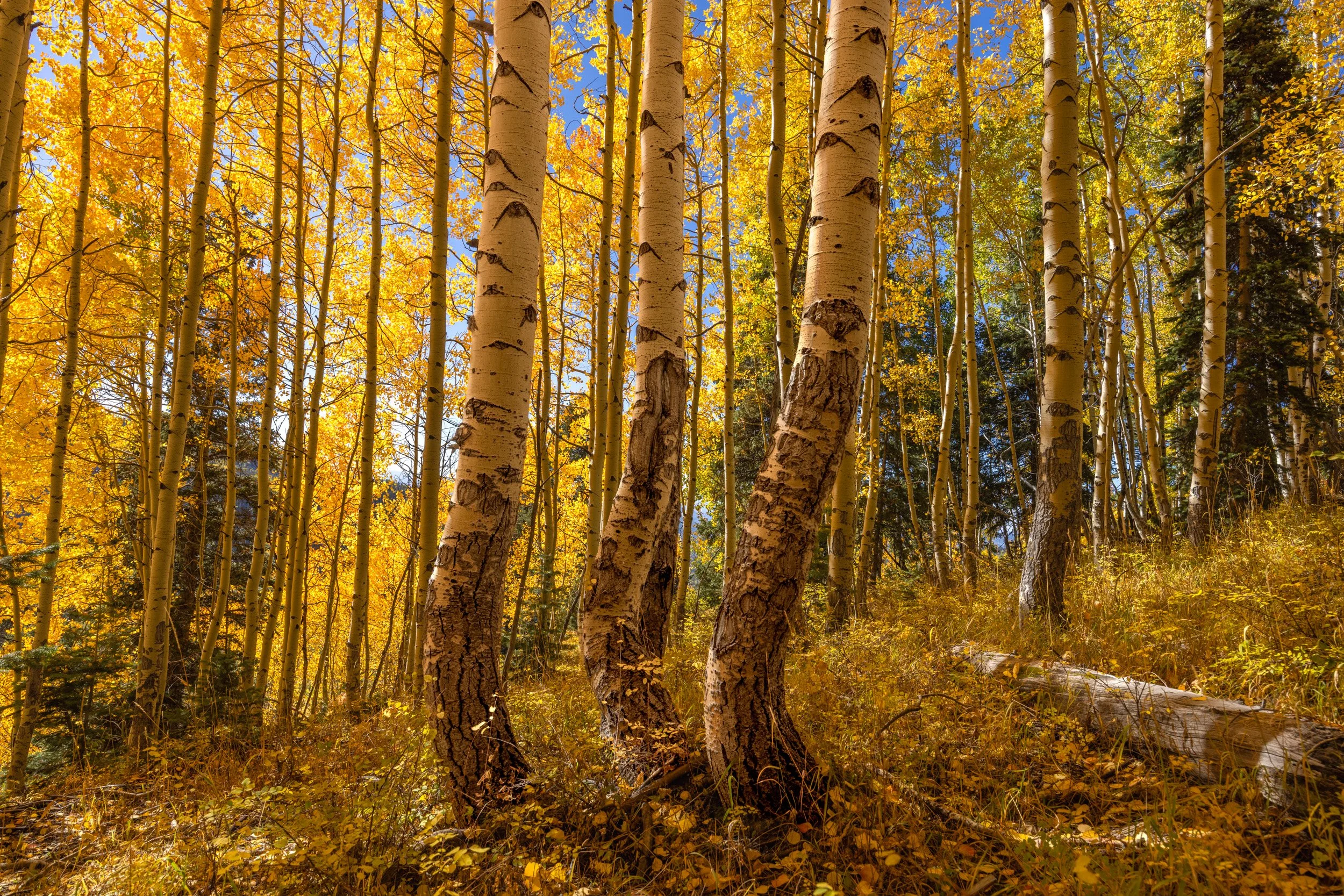 A forest of tall aspen trees with white bark and yellow autumn leaves, under a clear blue sky.