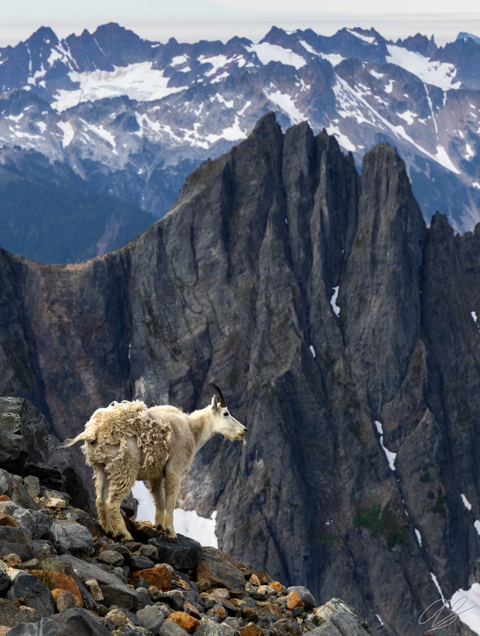 King of the Cascades