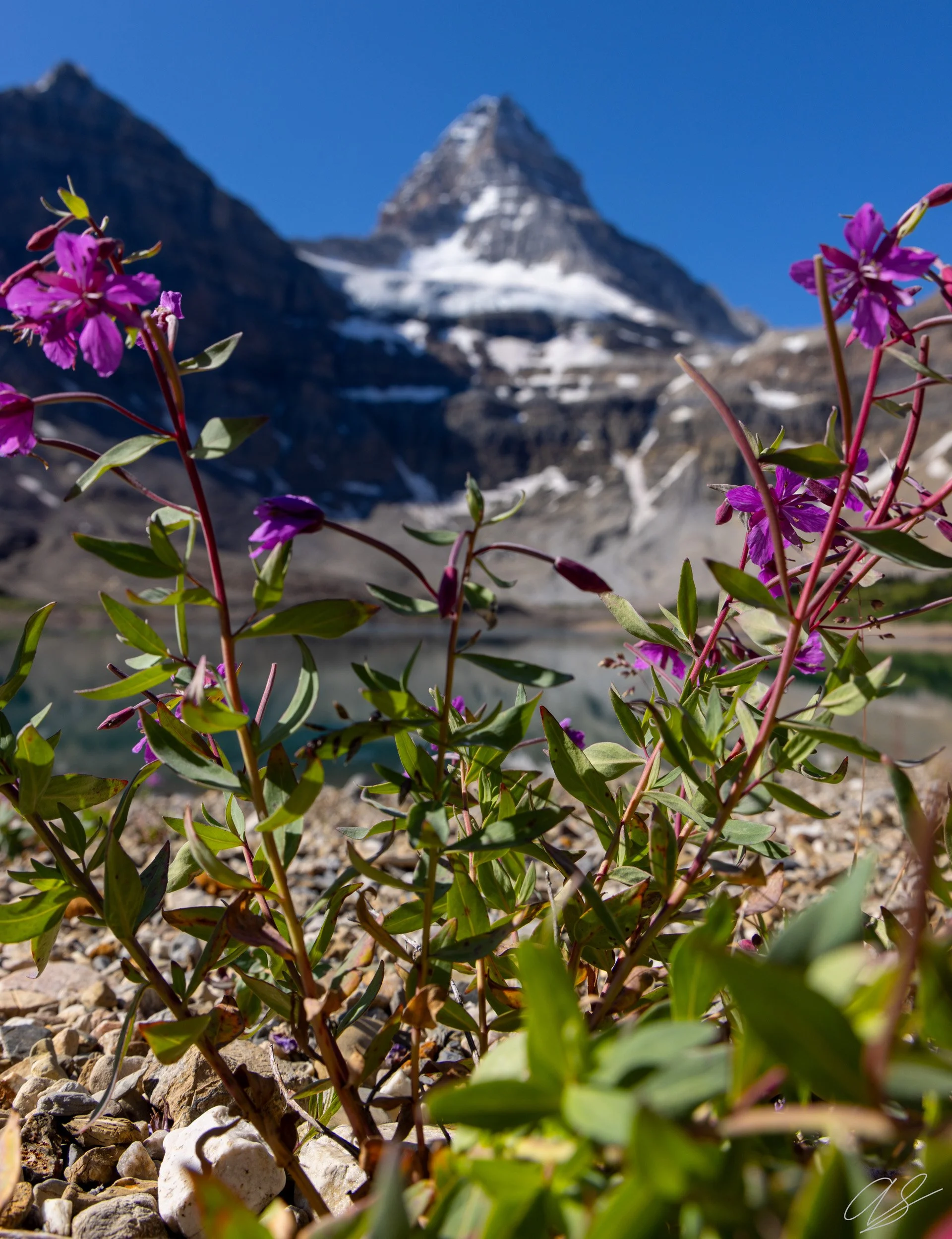 Magog Wildflowers