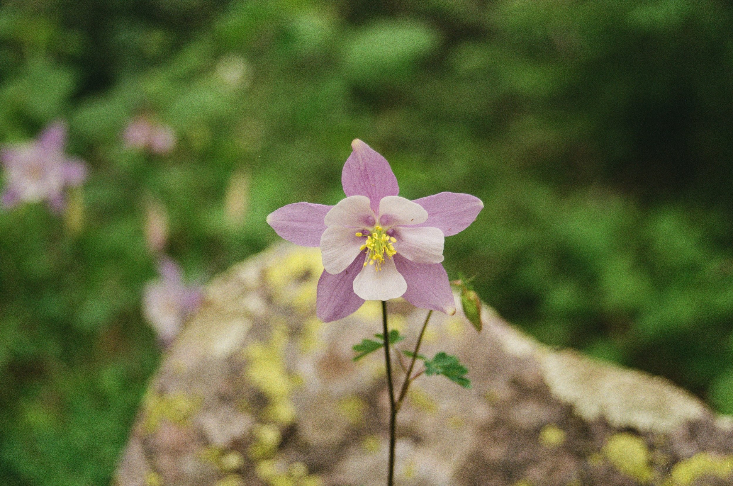 Film