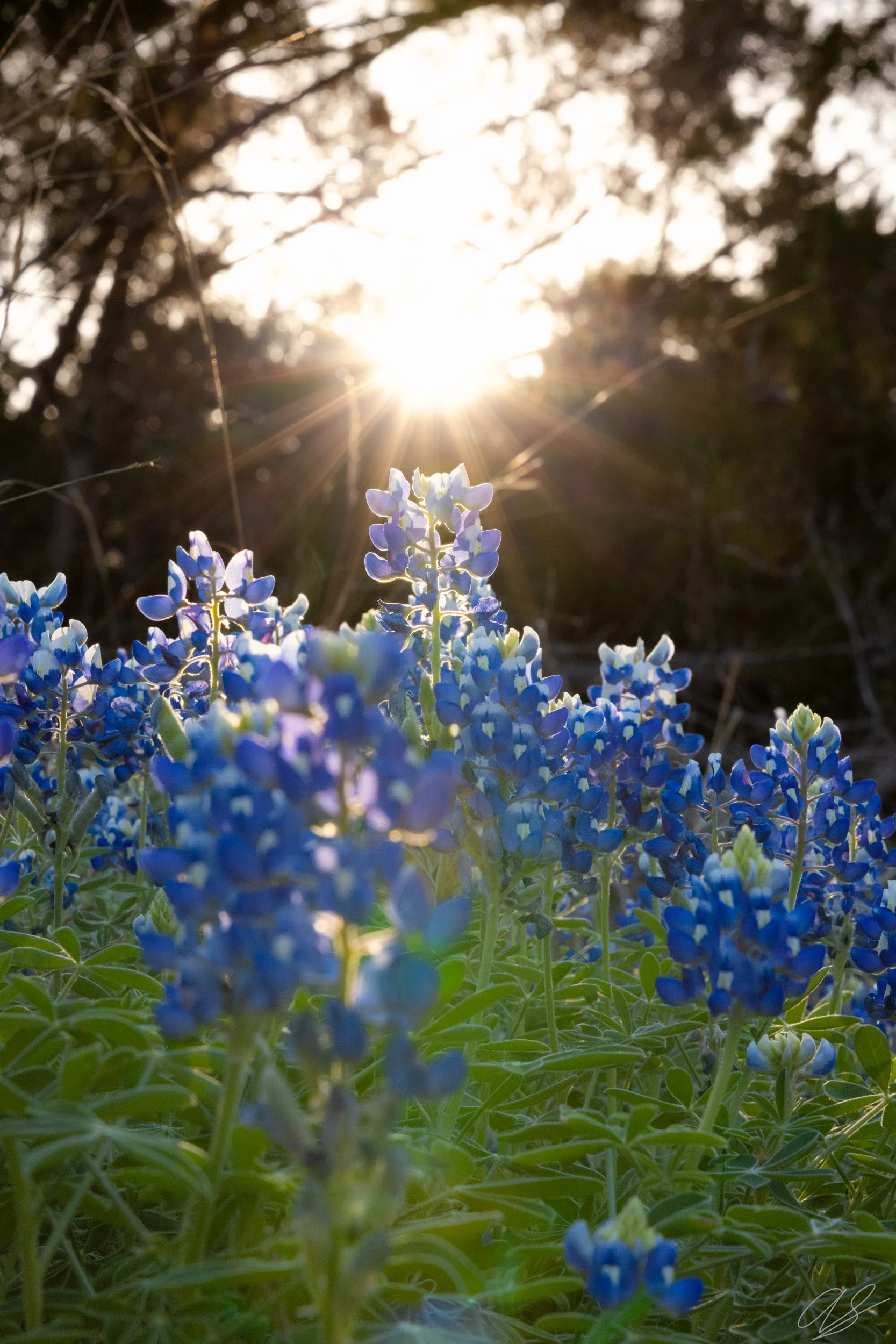 Sun Crown