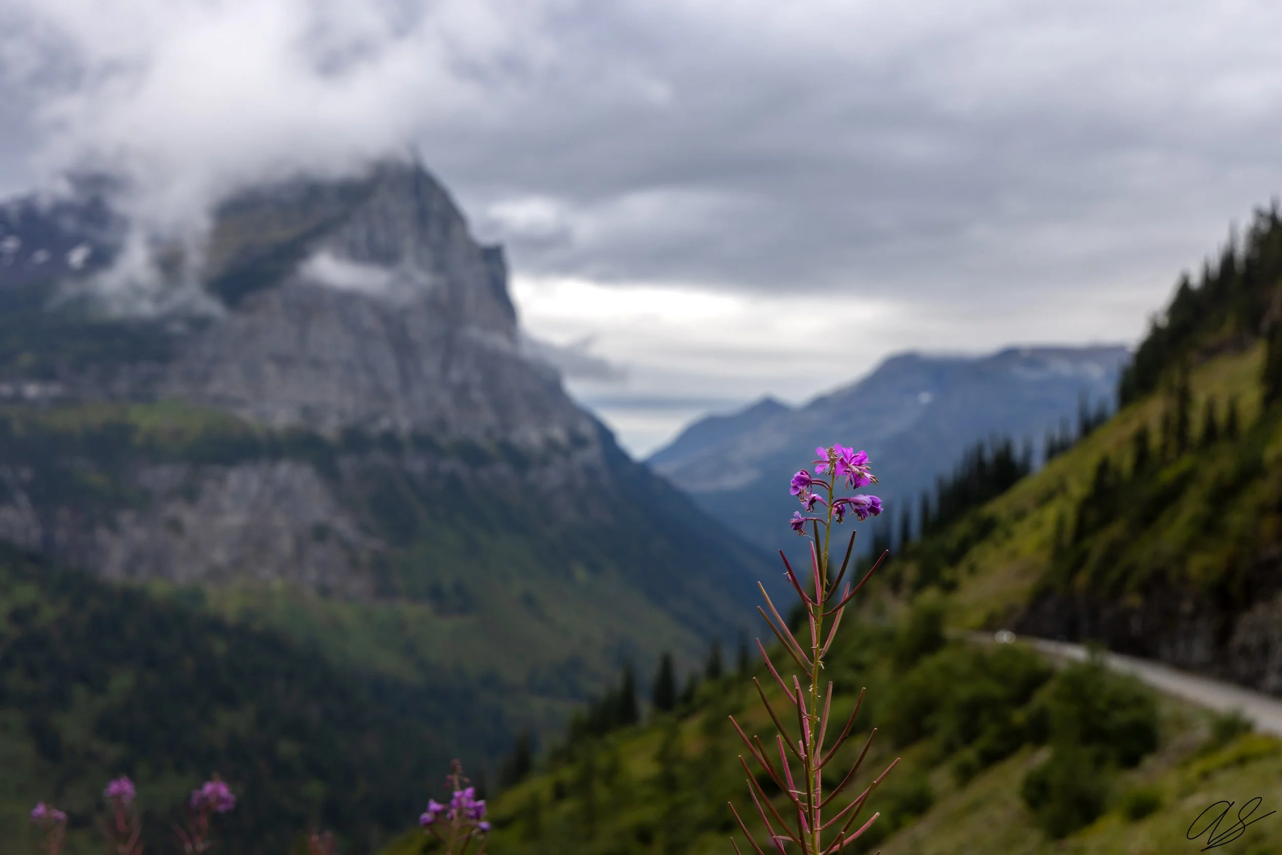 Montana Fireweed