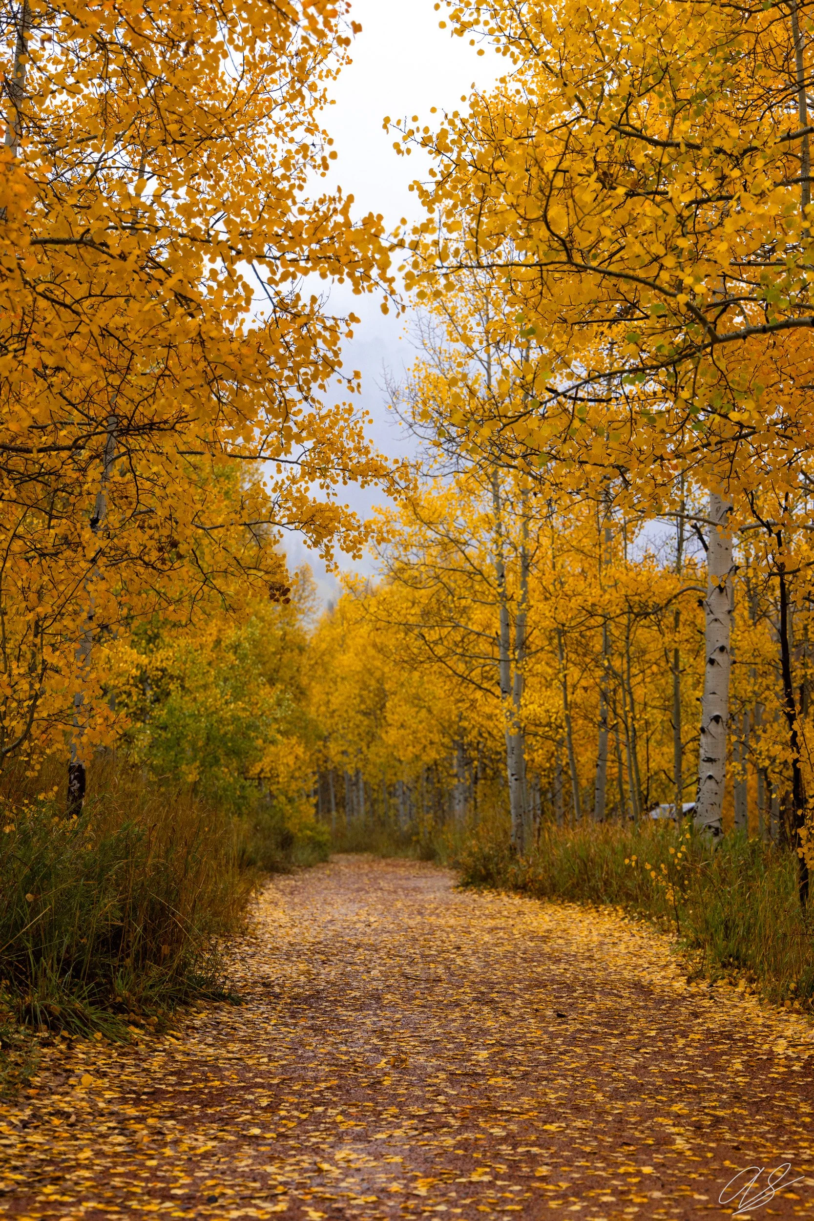 Aspen Path