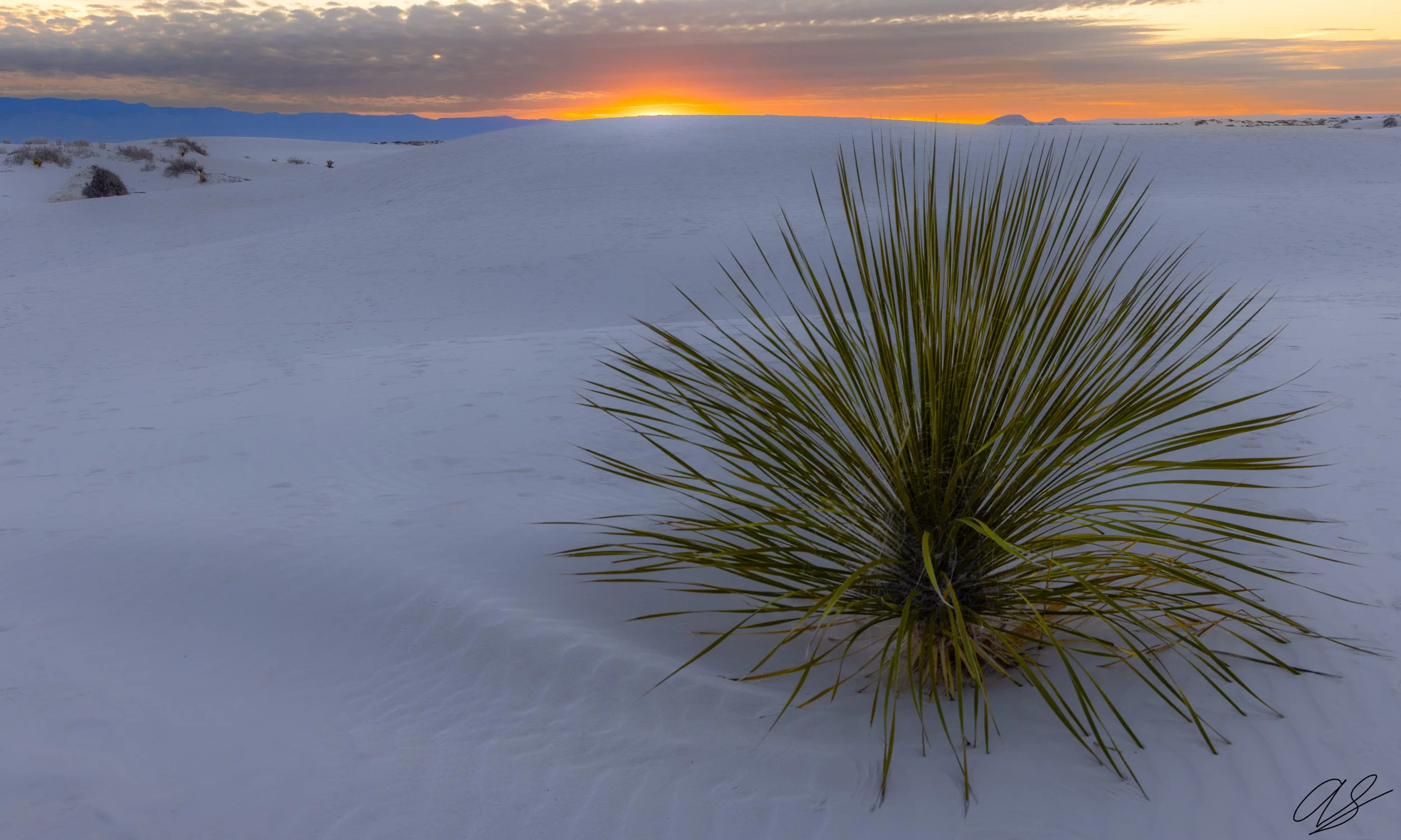 Yucca Dawn