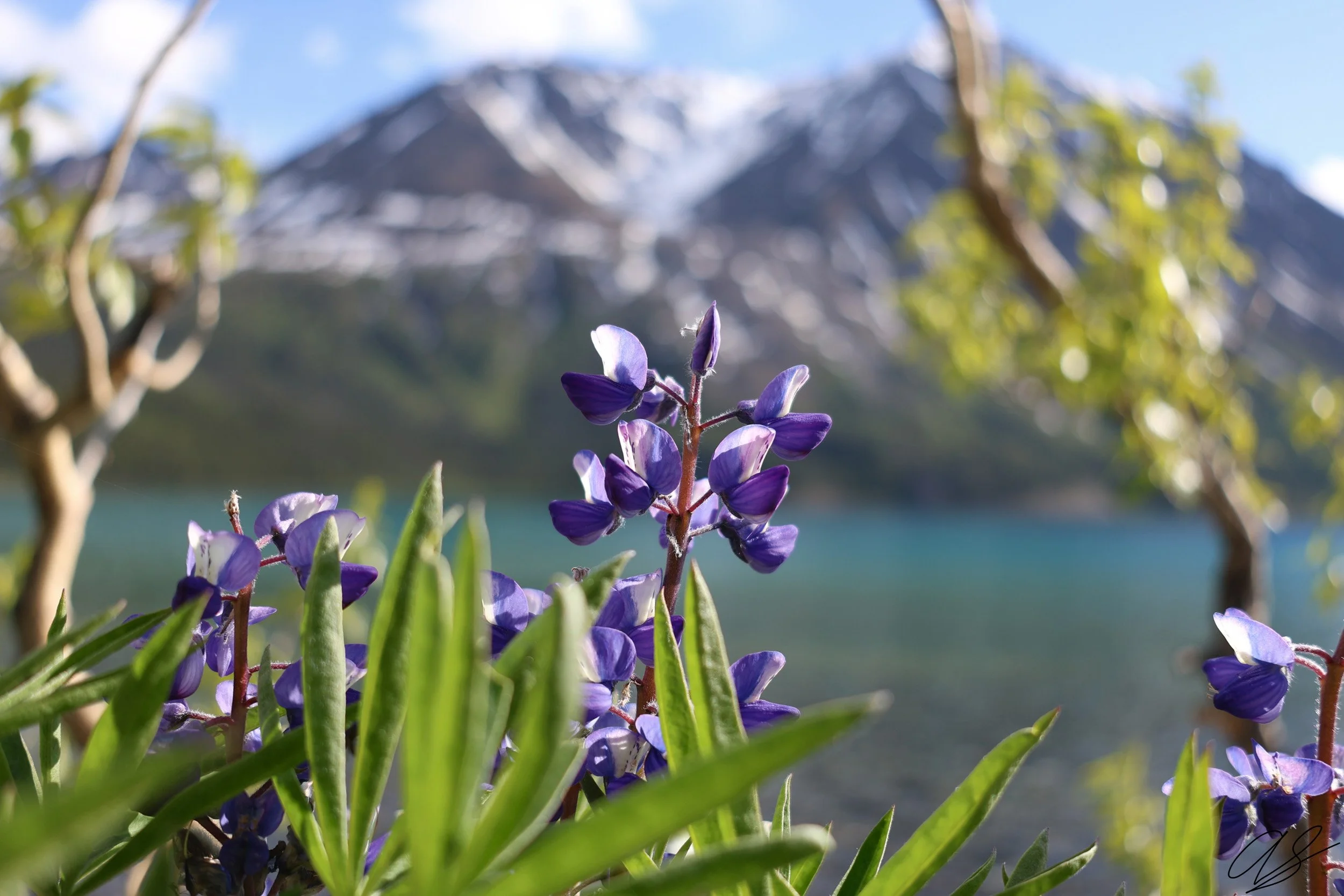 Yukon Lupine