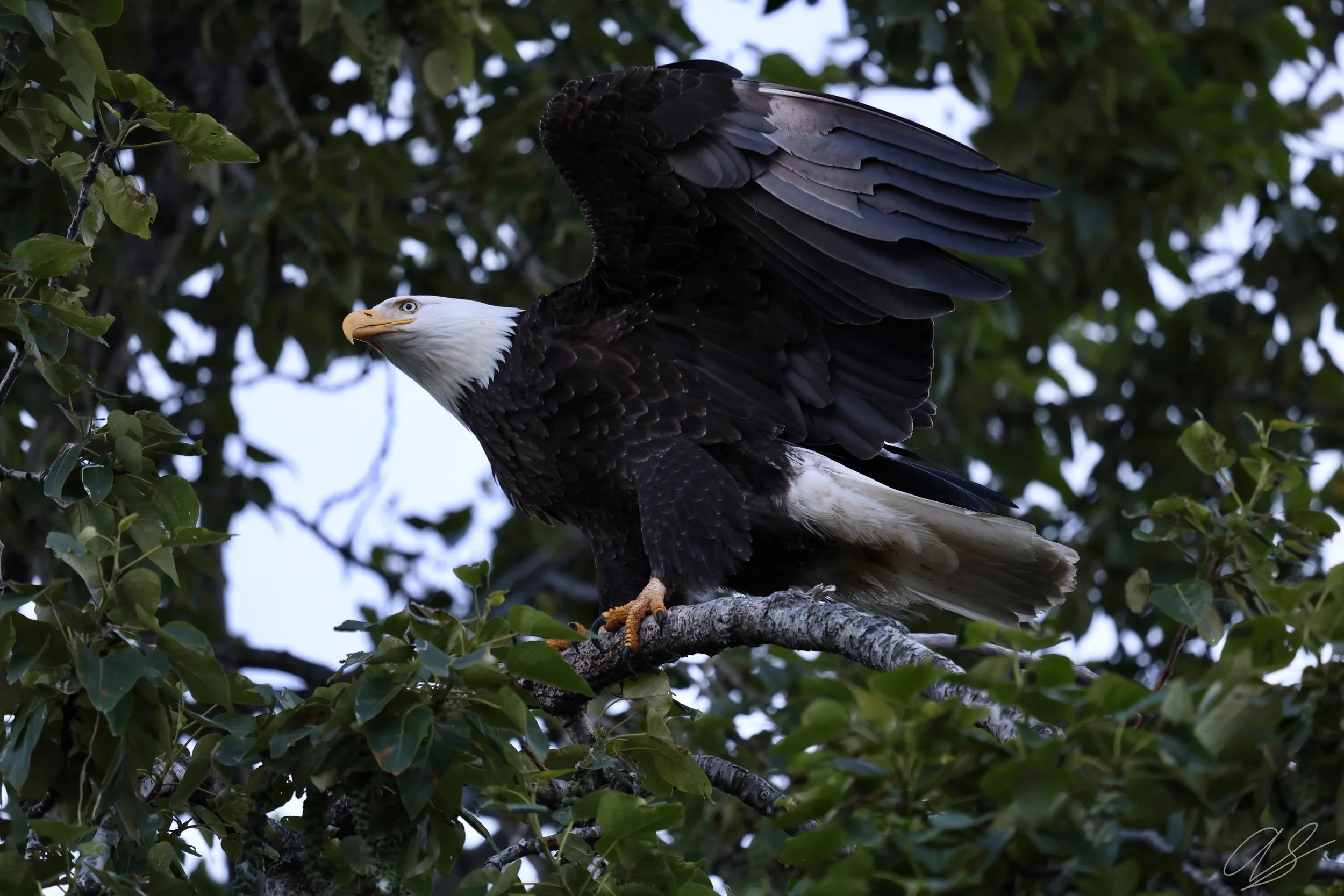 A bald eagle perched on a tree branch with its wings partially open, surrounded by green leaves.