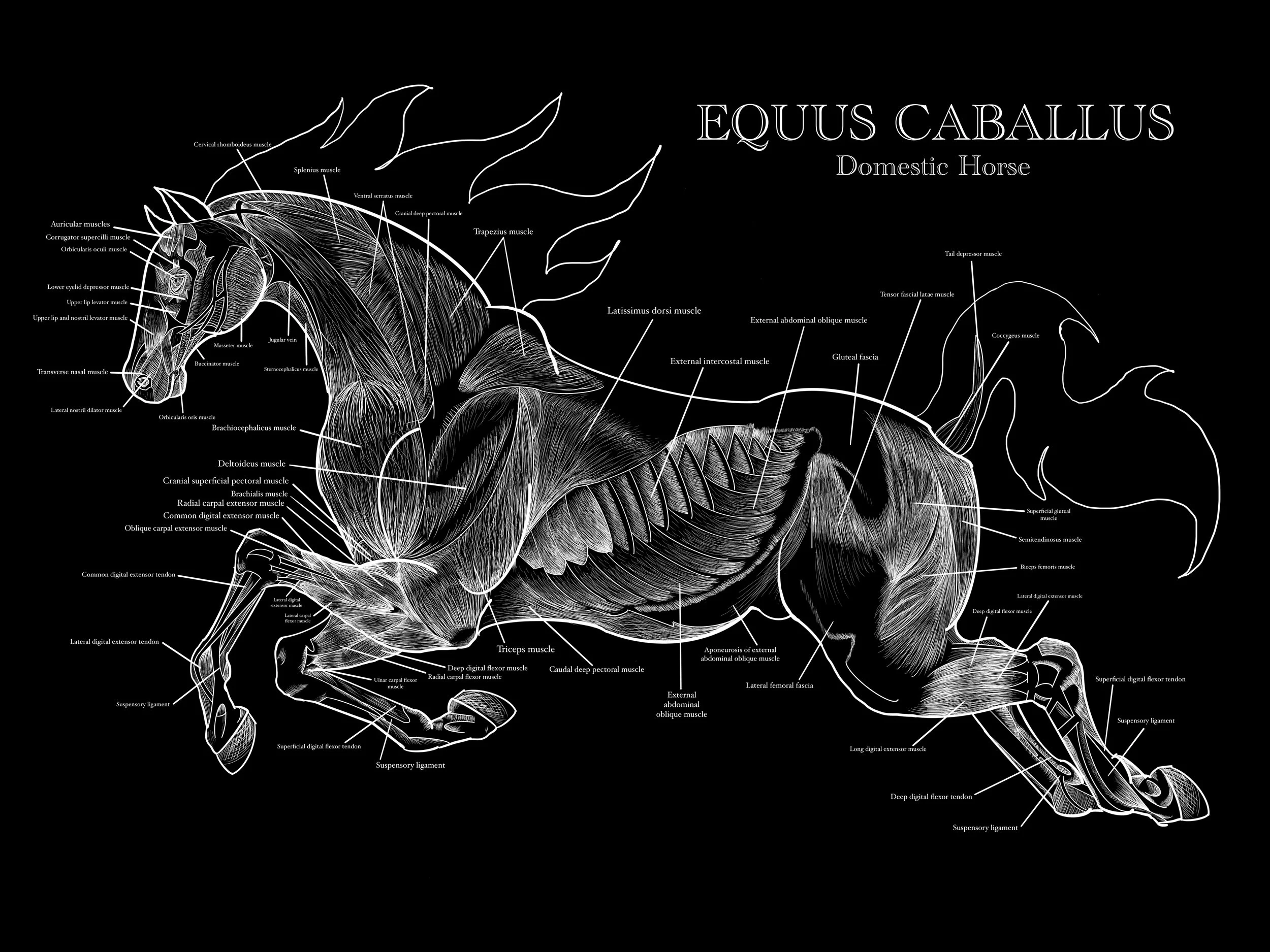 Equus Caballus