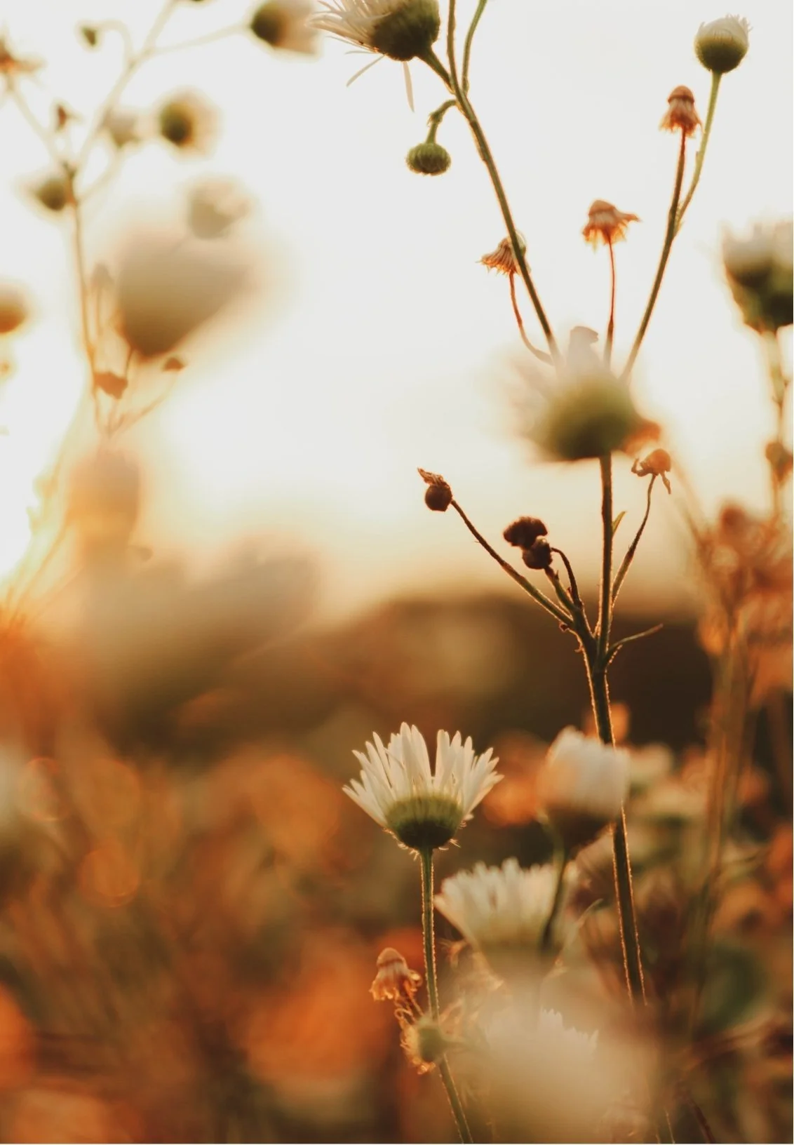 Close-up of wildflowers with white petals, backlit by warm sunlight, with blurred background of more wildflowers and golden hues.