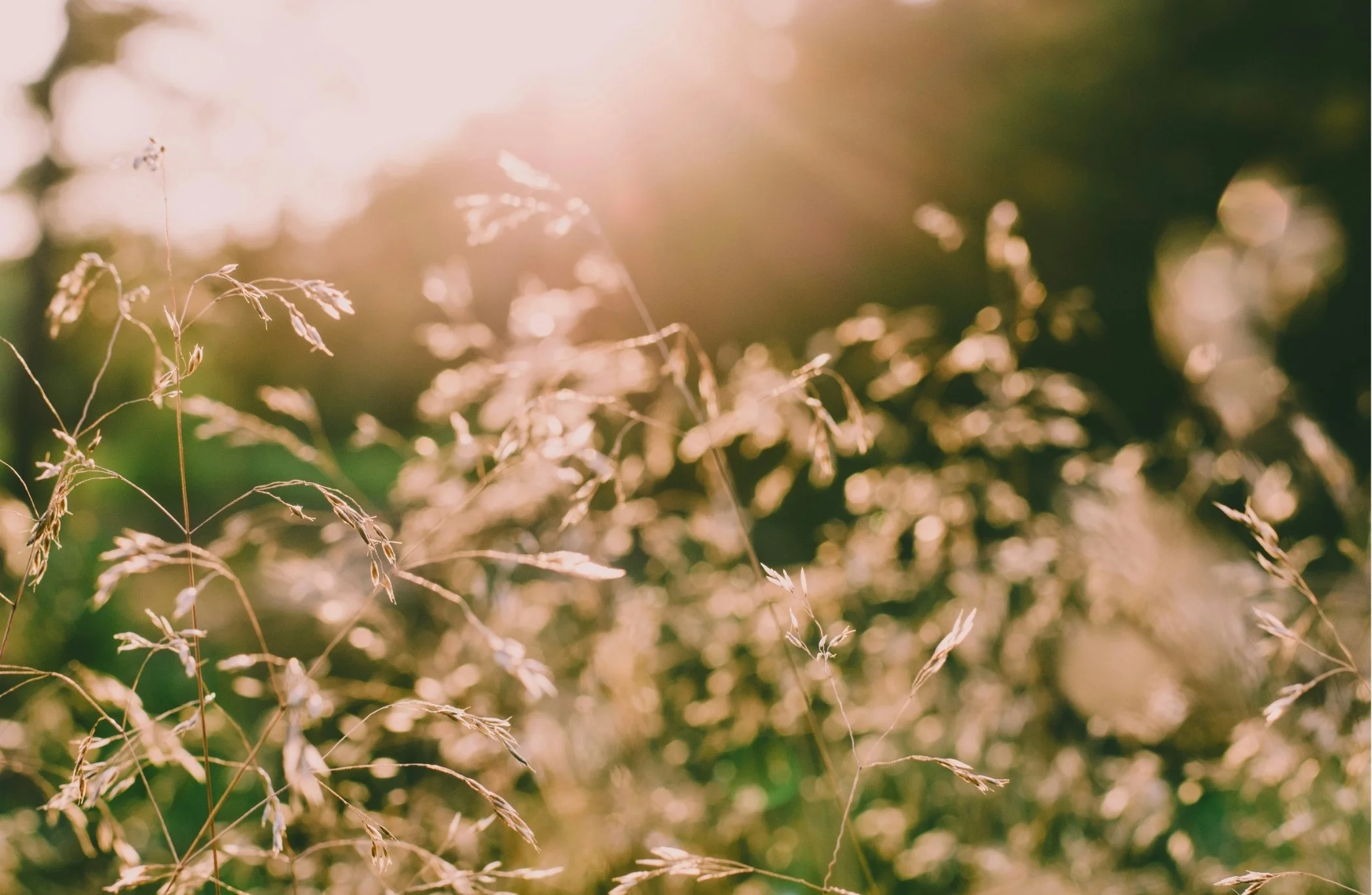 Close-up of dry grass with sunlight in the background.